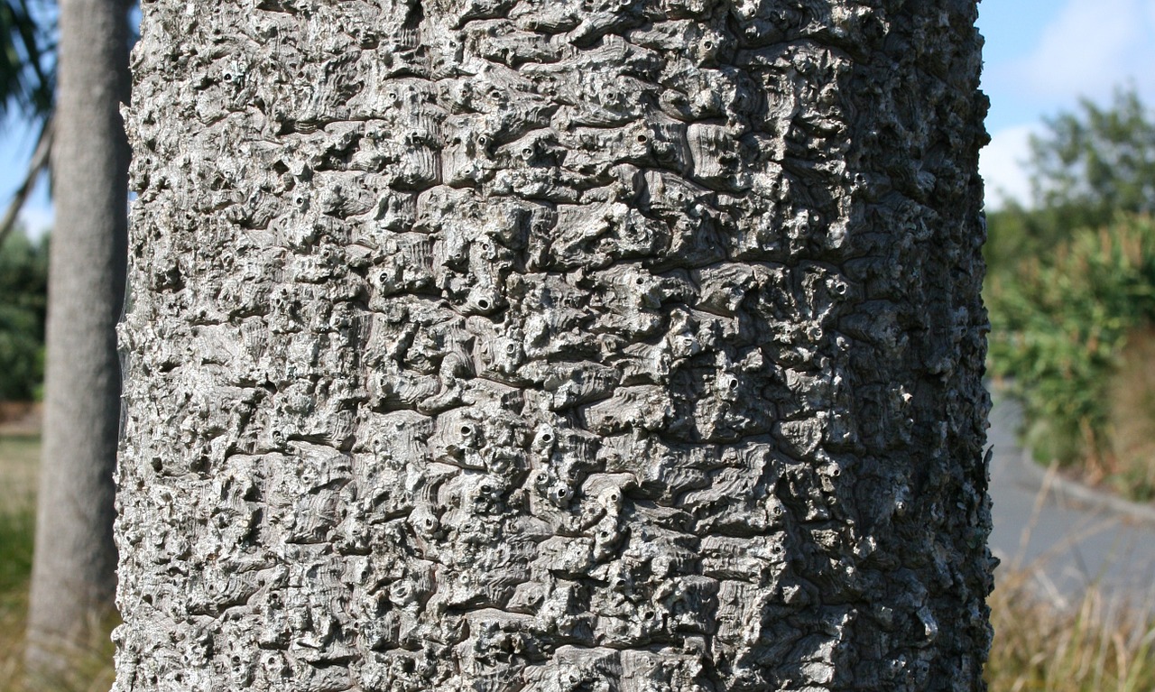 Milžinė Palmė, Bagažinė, Žievė, Cordyline Australis, Kopūstų Medis, Kultūra, Botanikos Sodas, Monocotylédone Medis, 20 Metrų Aukščio, Botanika