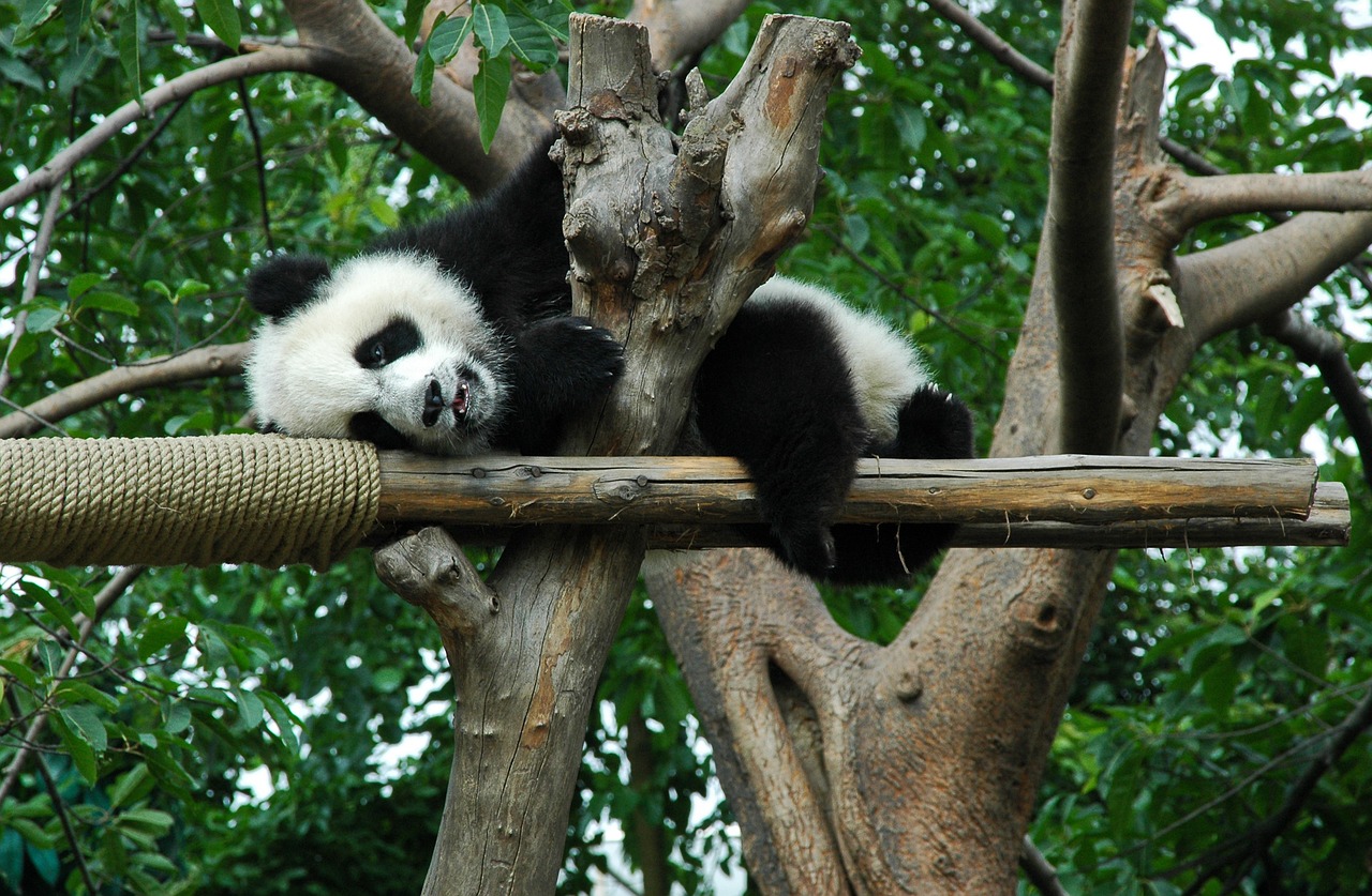 Milžiniška Panda, Jaunas, Gyvūnas, Kinija, Nemokamos Nuotraukos,  Nemokama Licenzija