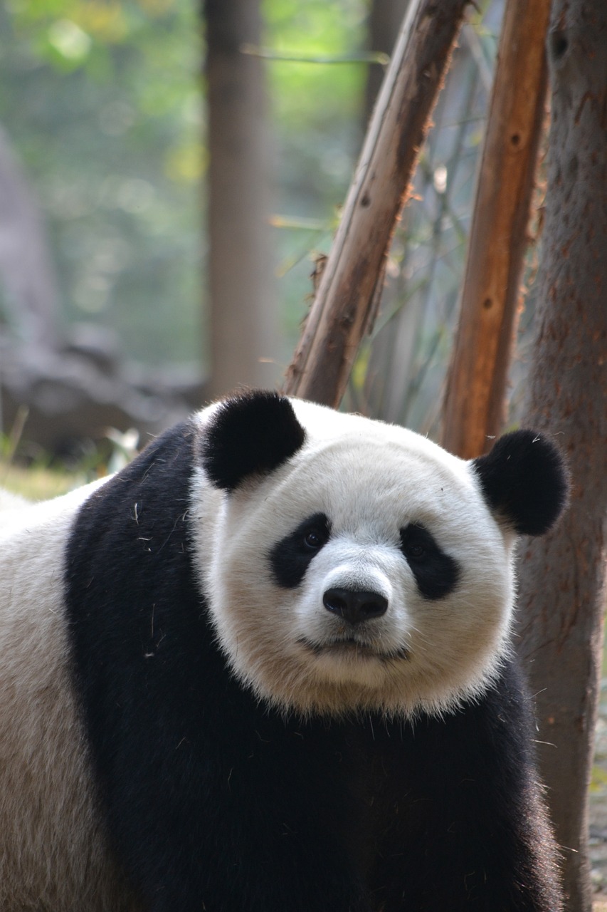 Milžiniška Panda,  Čengdu,  Kinija,  Asija,  Laukinė Gamta,  Nykstantis,  Gamta,  Žinduolis, Nemokamos Nuotraukos,  Nemokama Licenzija