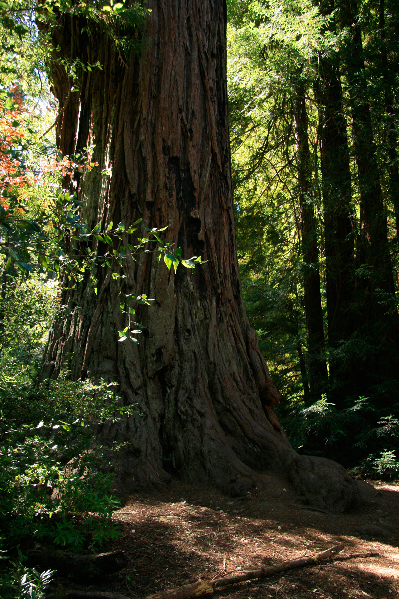 Milžinas,  Redwood,  Medžiai,  Kalifornija,  Milžiniški Raudonmedžio Medžiai Kalifornijoje, Nemokamos Nuotraukos,  Nemokama Licenzija