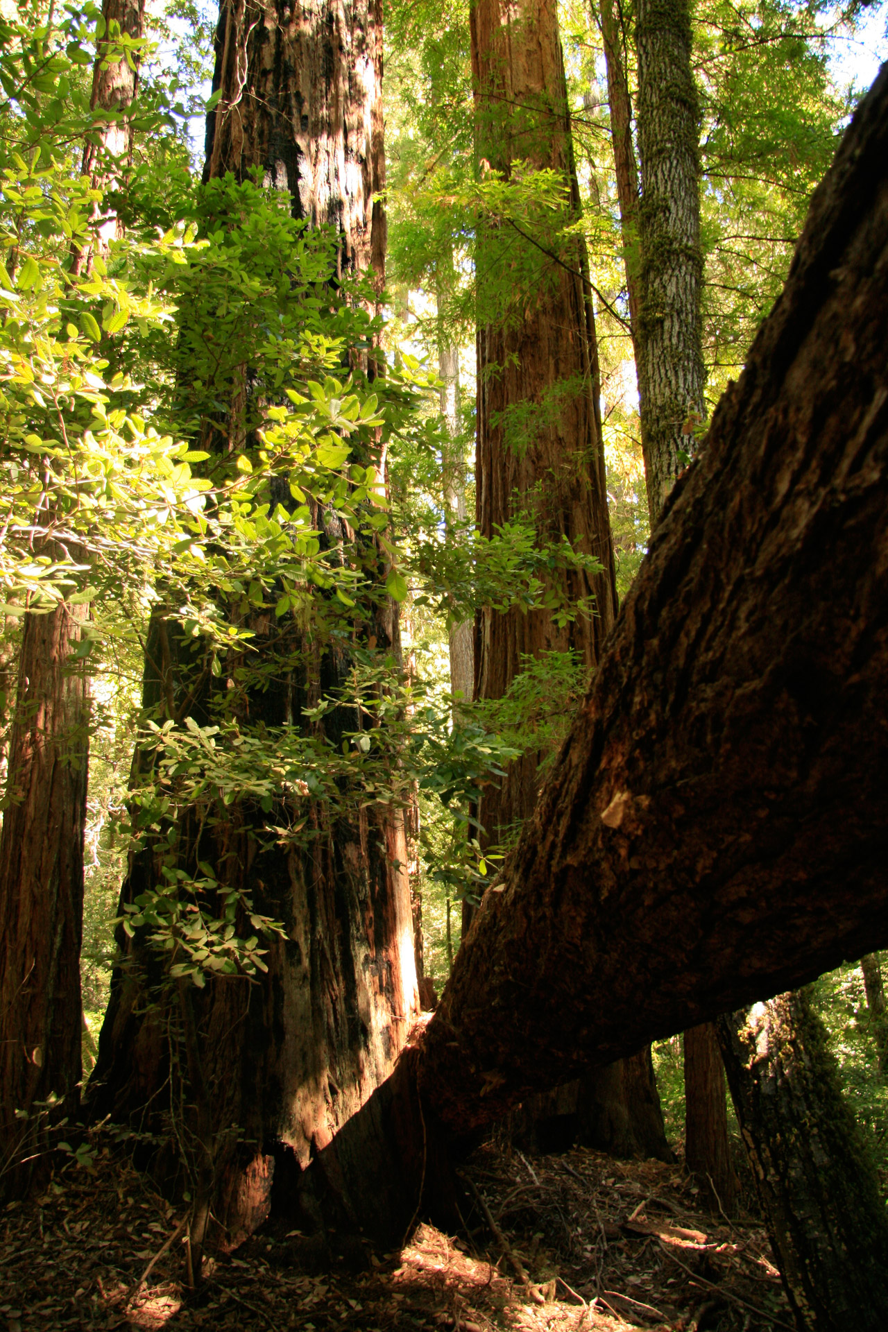 Milžinas,  Redwood,  Medžiai,  Kalifornija,  Milžiniški Raudonmedžio Medžiai Kalifornijoje, Nemokamos Nuotraukos,  Nemokama Licenzija