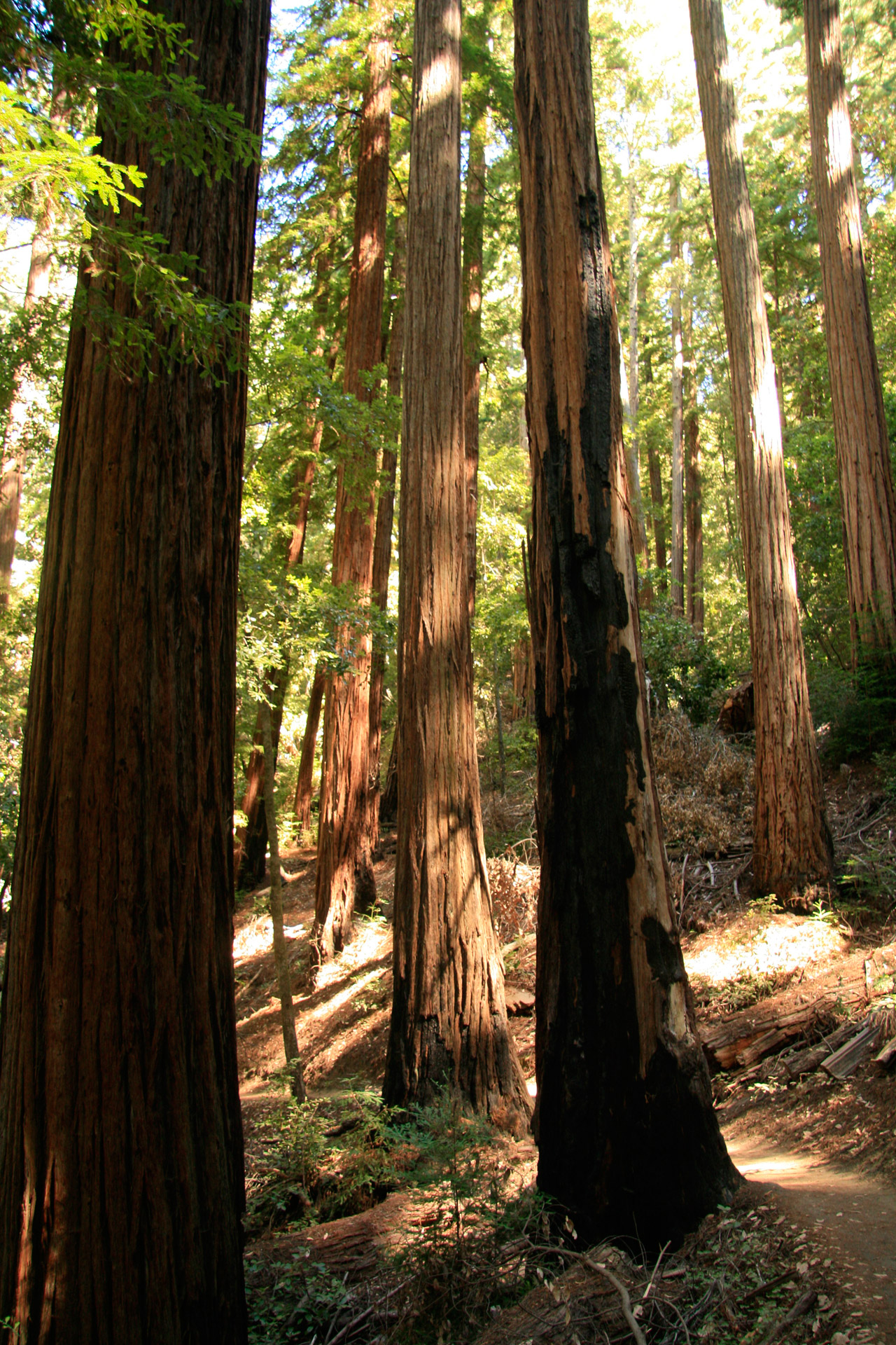 Milžinas,  Redwood,  Medžiai,  Kalifornija,  Kelias,  Milžiniški Raudonmedžio Medžiai Kalifornijoje, Nemokamos Nuotraukos,  Nemokama Licenzija