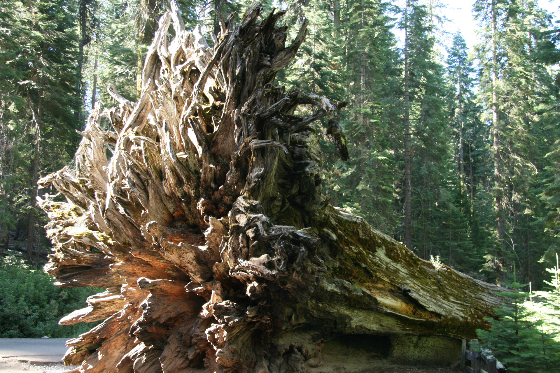 Milžinas,  Redwood,  Medžiai,  Kalifornija,  Šaknys,  Milžiniški Raudonmedžio Medžiai Kalifornijoje, Nemokamos Nuotraukos,  Nemokama Licenzija