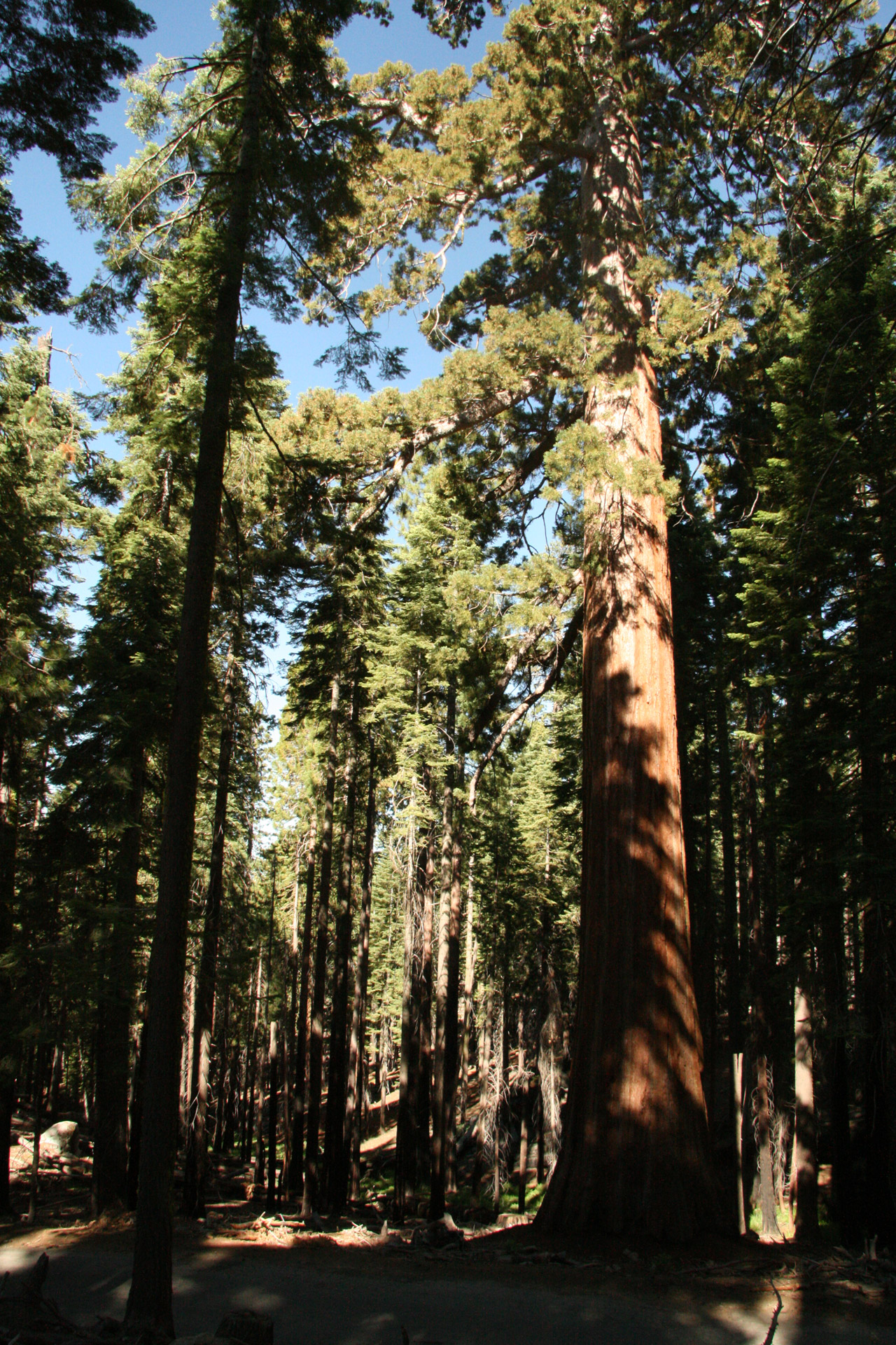 Milžinas,  Redwood,  Medžiai,  Josemitas,  Milžiniški Raudonmedžio Medžiai Josemituose, Nemokamos Nuotraukos,  Nemokama Licenzija