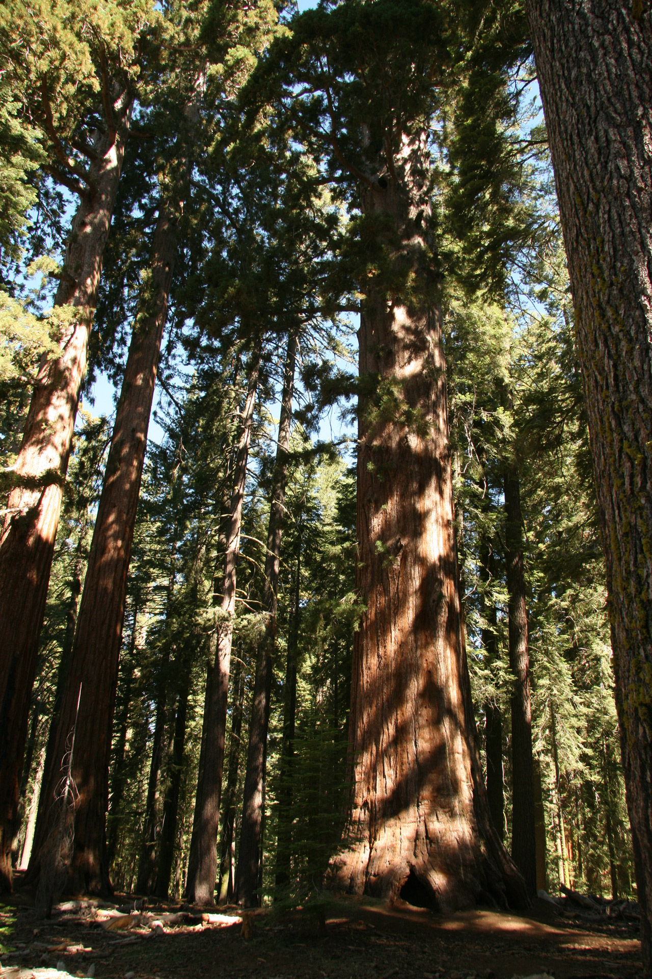 Milžinas,  Redwood,  Medžiai,  Josemitas,  Milžiniški Raudonmedžio Medžiai Josemituose, Nemokamos Nuotraukos,  Nemokama Licenzija