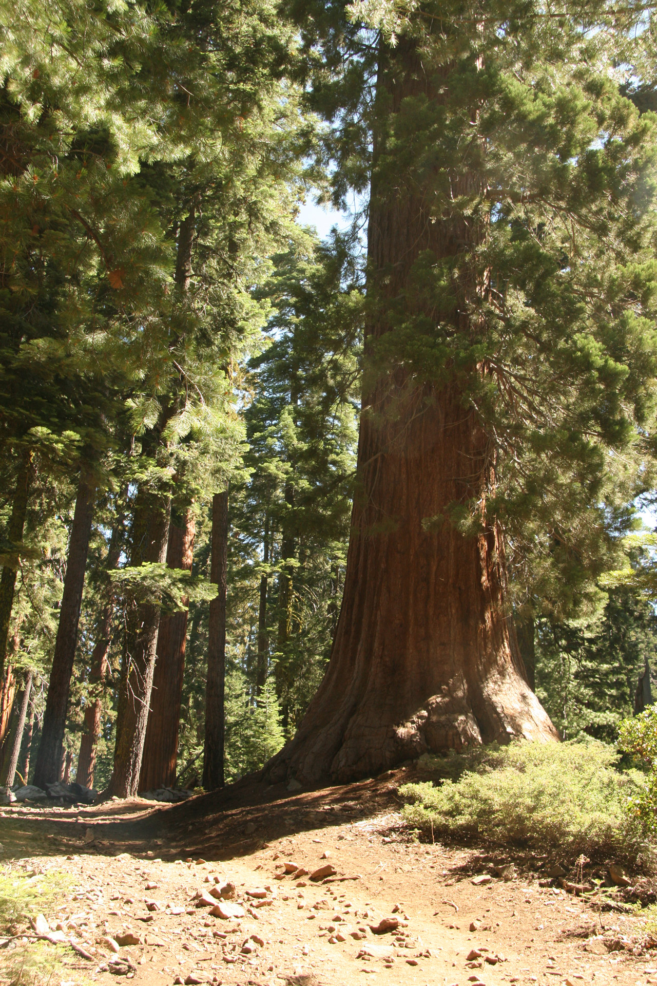 Milžinas,  Redwood,  Medžiai,  Josemitas,  Takas,  Milžiniški Raudonmedžio Medžiai Josemituose, Nemokamos Nuotraukos,  Nemokama Licenzija