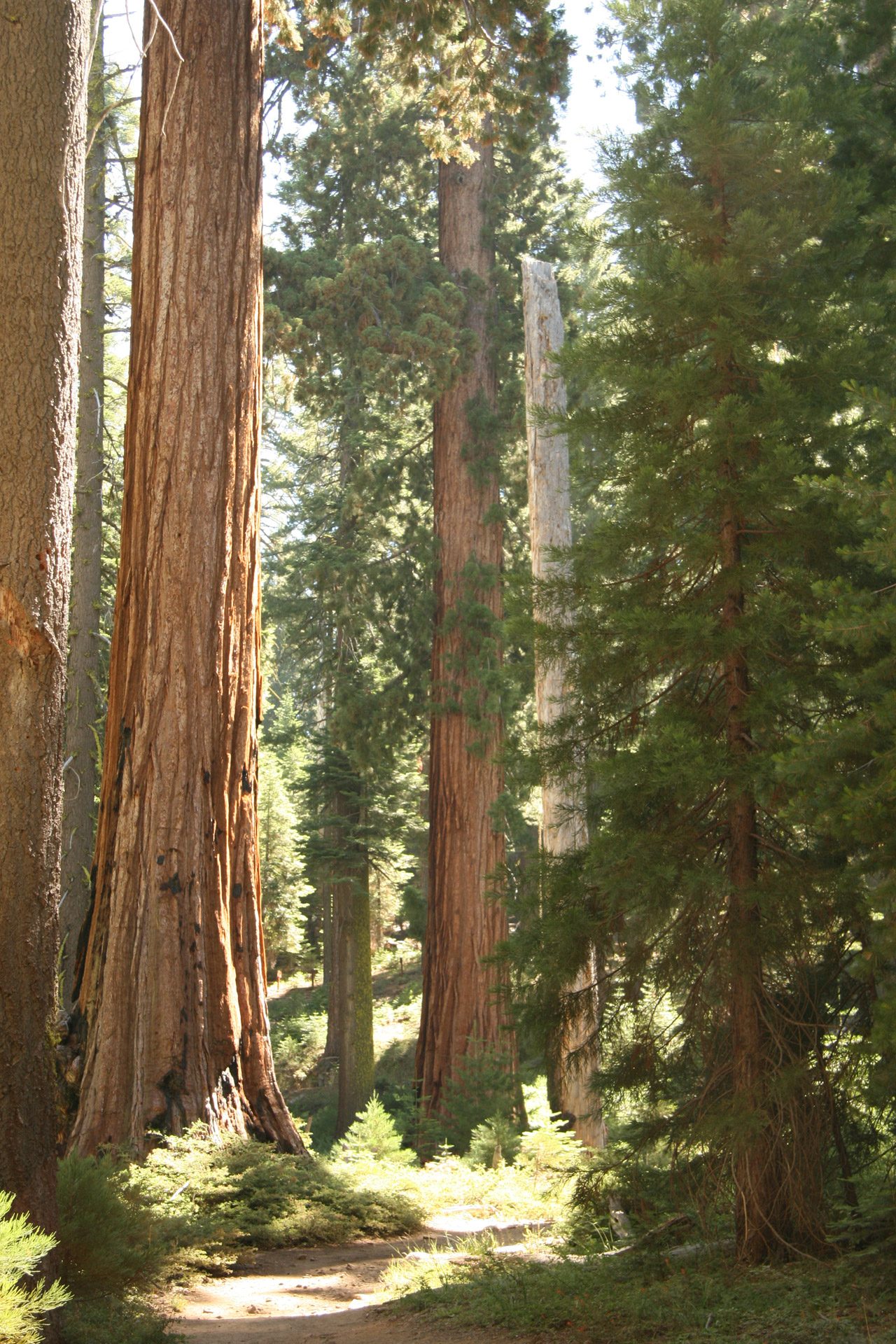 Milžinas,  Redwood,  Medžiai,  Kalifornija,  Takas,  Milžiniški Raudonmedžio Medžiai Josemituose, Nemokamos Nuotraukos,  Nemokama Licenzija