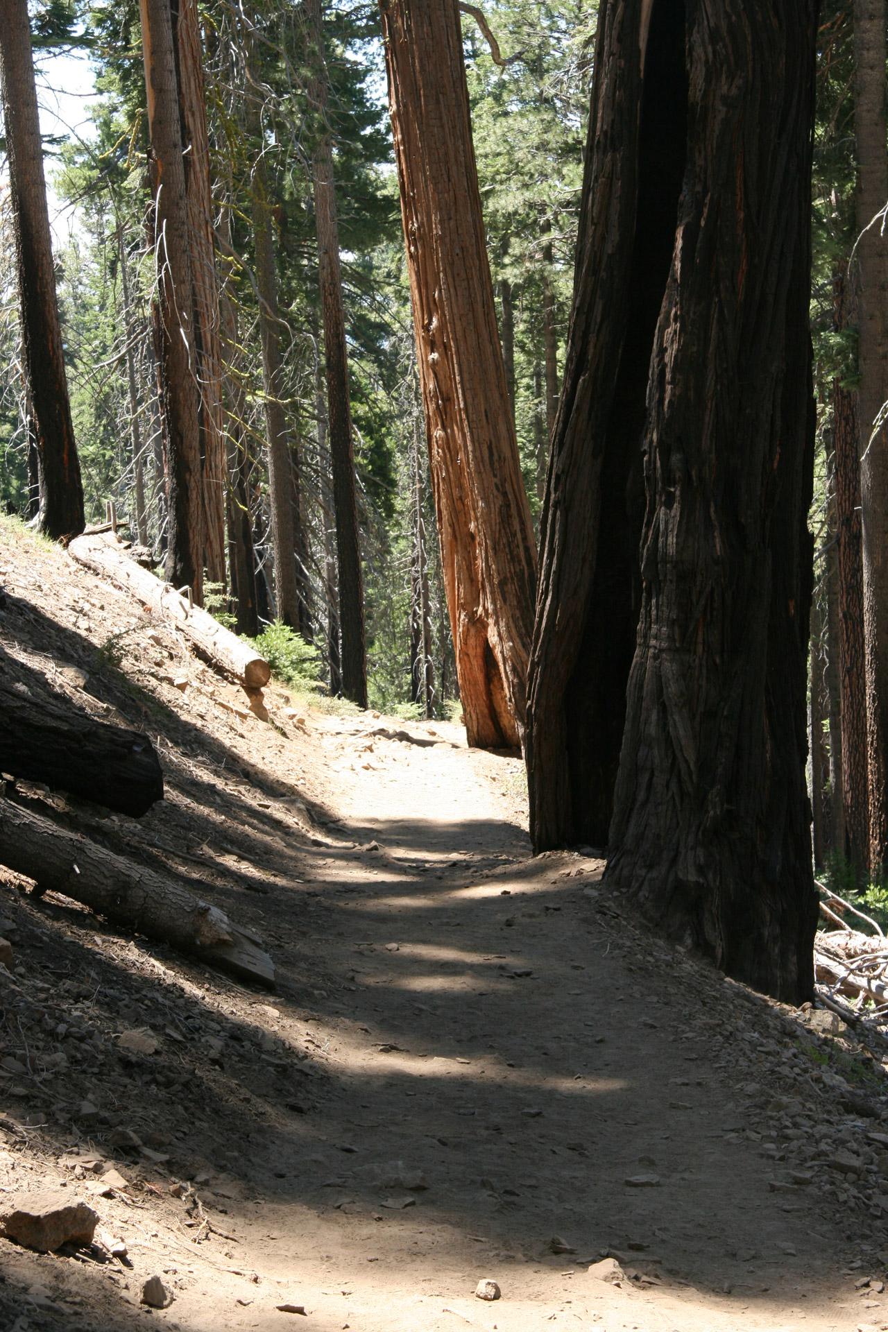 Milžinas,  Redwood,  Medžiai,  Kalifornija,  Takas,  Milžiniški Raudonmedžio Medžiai Josemituose, Nemokamos Nuotraukos,  Nemokama Licenzija
