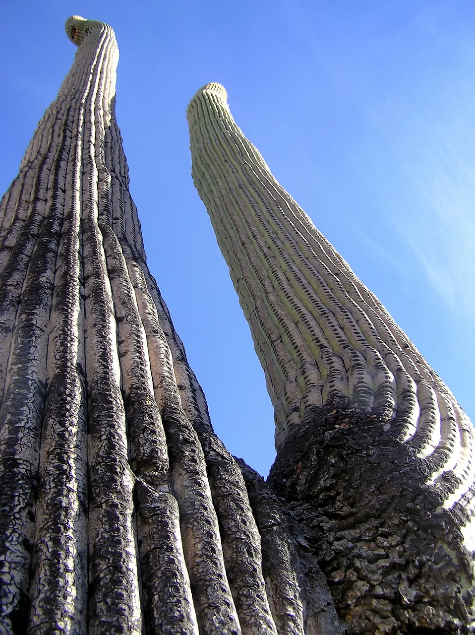 Milžinas Saguaro, Kaktusas, Kaktusai, Augalas, Dangus, Debesys, Makro, Iš Arti, Arizona, Nemokamos Nuotraukos