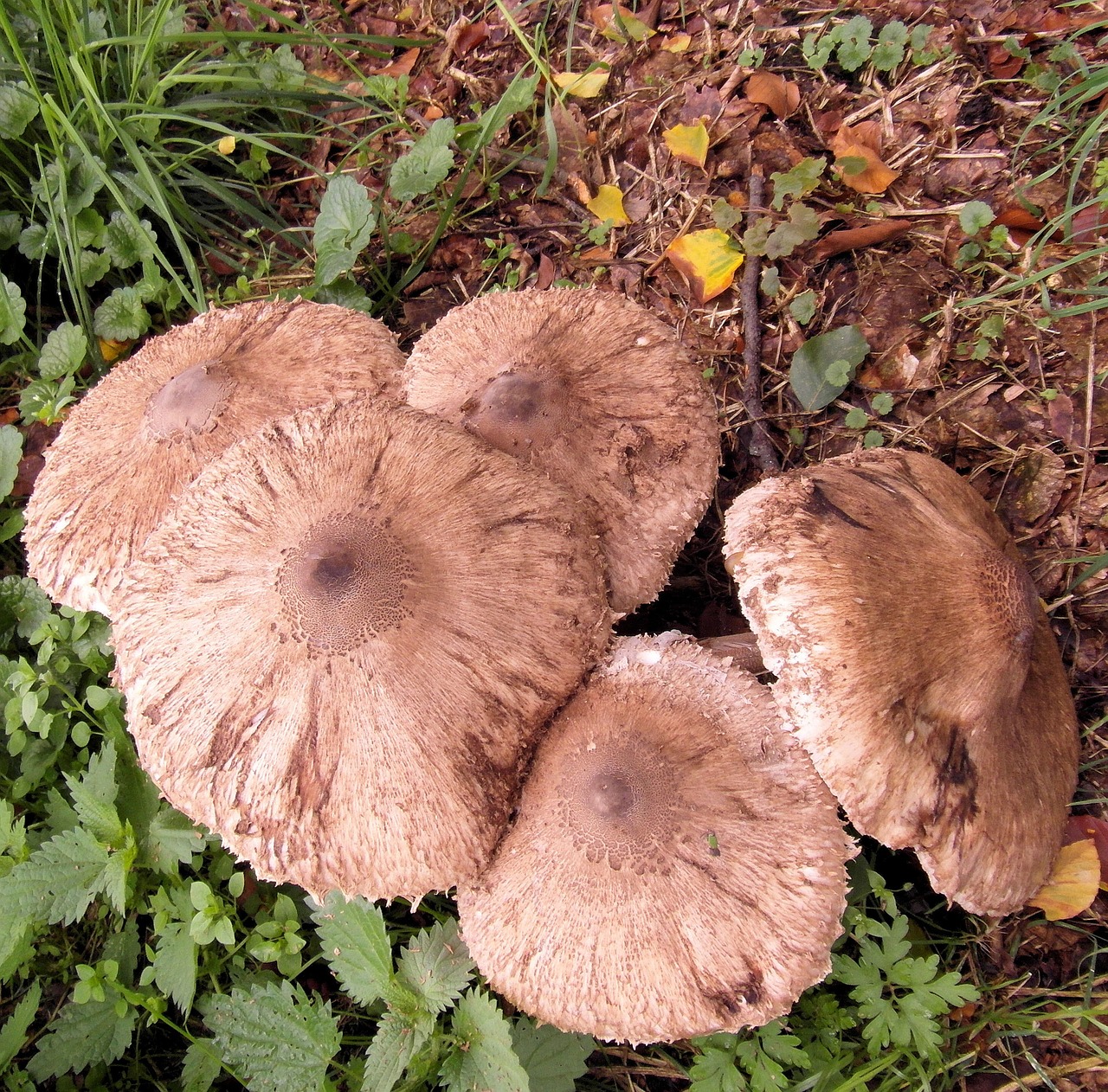 Milžiniškas Ekrano Grybas, Boletes, Būgno Lukštai, Grybai, Miškas, Ruduo, Pieva, Kompostas, Lapai, Rudens Miškas