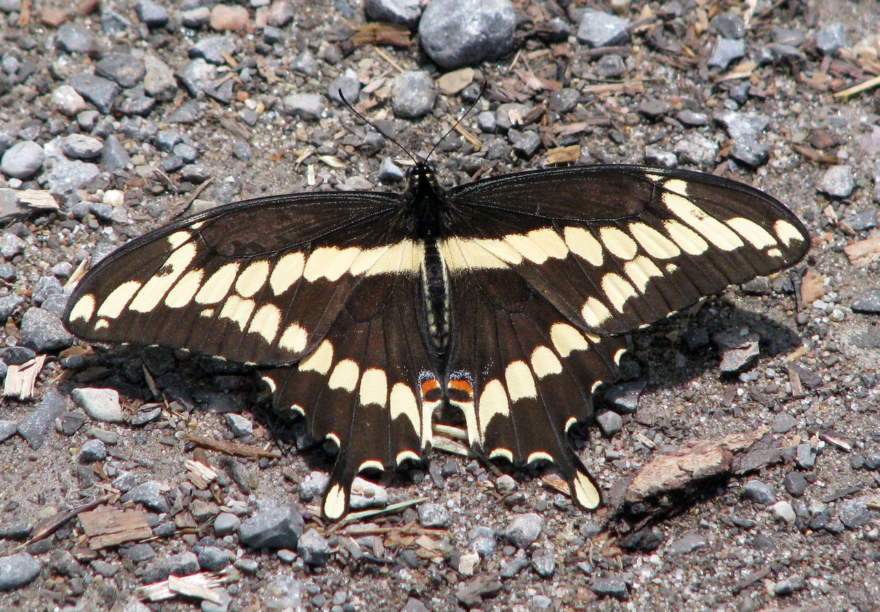 Milžinišką Lazdelę, Papilio Krepsonai, Didžiausias Na Drugelis, Moneymore, Ontarijas, Kanada, Nemokamos Nuotraukos,  Nemokama Licenzija