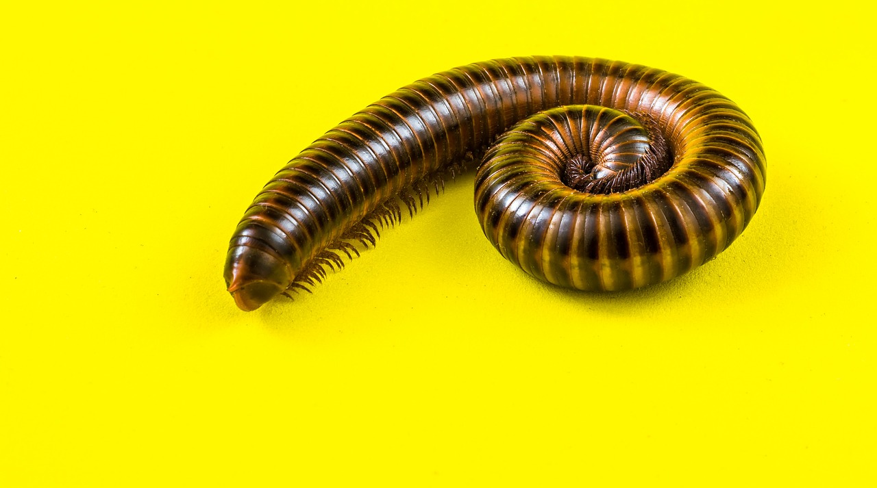 Milžinas Tausendfüßer, Milipedai, Nariuotakojų, Milžiniški Šimtai, Myriapoda, Centipedes, Artropoda, Kirminas, Žieduotas, Nemokamos Nuotraukos