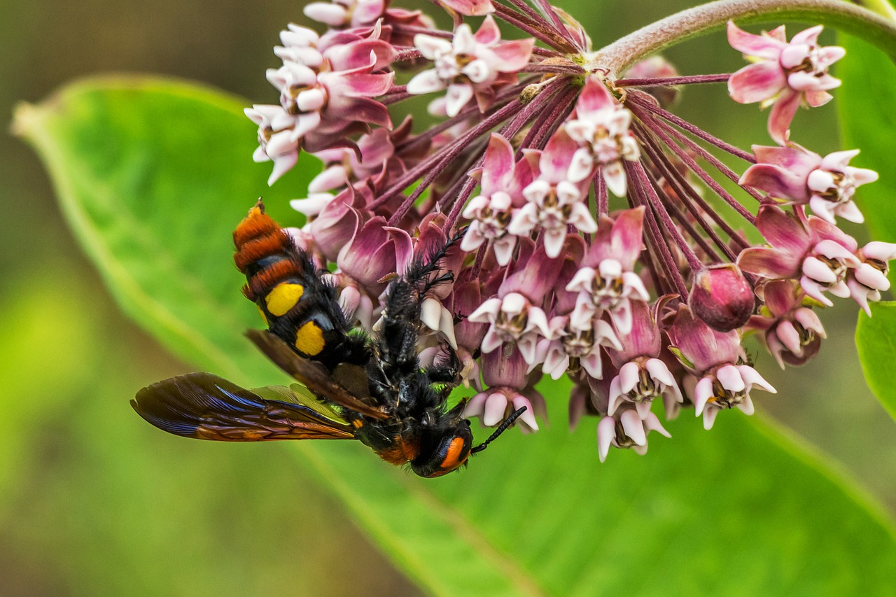 Milžinas Tőrösdarázs, Megascolia Maculata, Vabzdys, Isp, Nariuotakojų, Hymenoptera, Šerti, Skristi, Sparnuotas, Nemokamos Nuotraukos