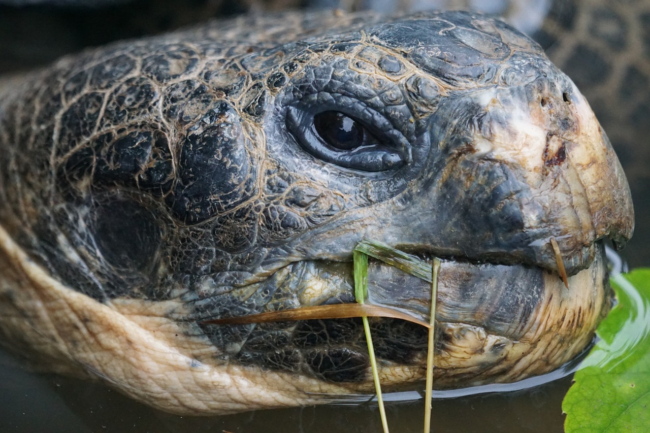 Milžinišką Vėžlį, Galápagos Milžinišką Vėžlį, Vėžlys, Portretas, Geochelone Nigra, Nemokamos Nuotraukos,  Nemokama Licenzija