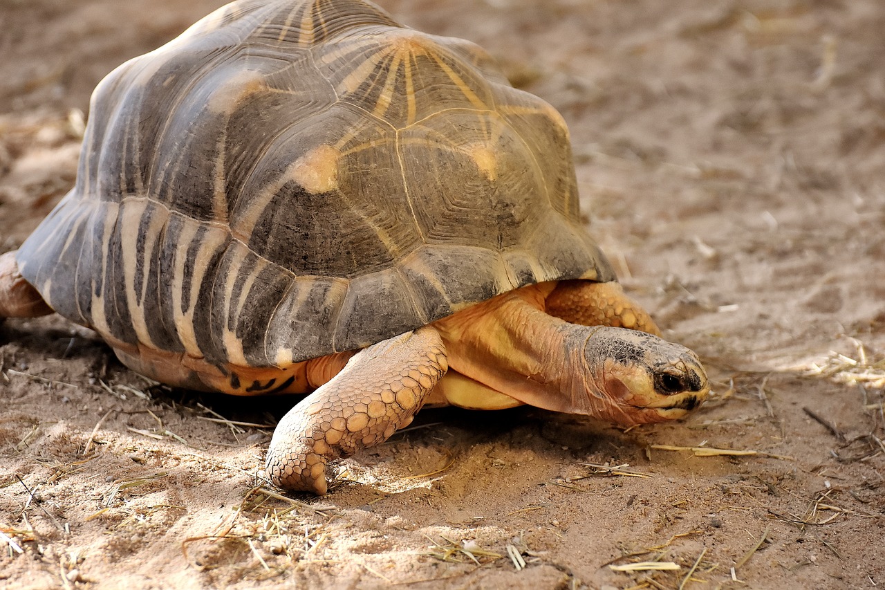 Milžinišką Vėžlį, Panzer, Gyvūnas, Vėžlys, Ropliai, Šarvuotos, Lėtai, Vėžlys, Zoologijos Sodas, Laukinės Gamtos Fotografija