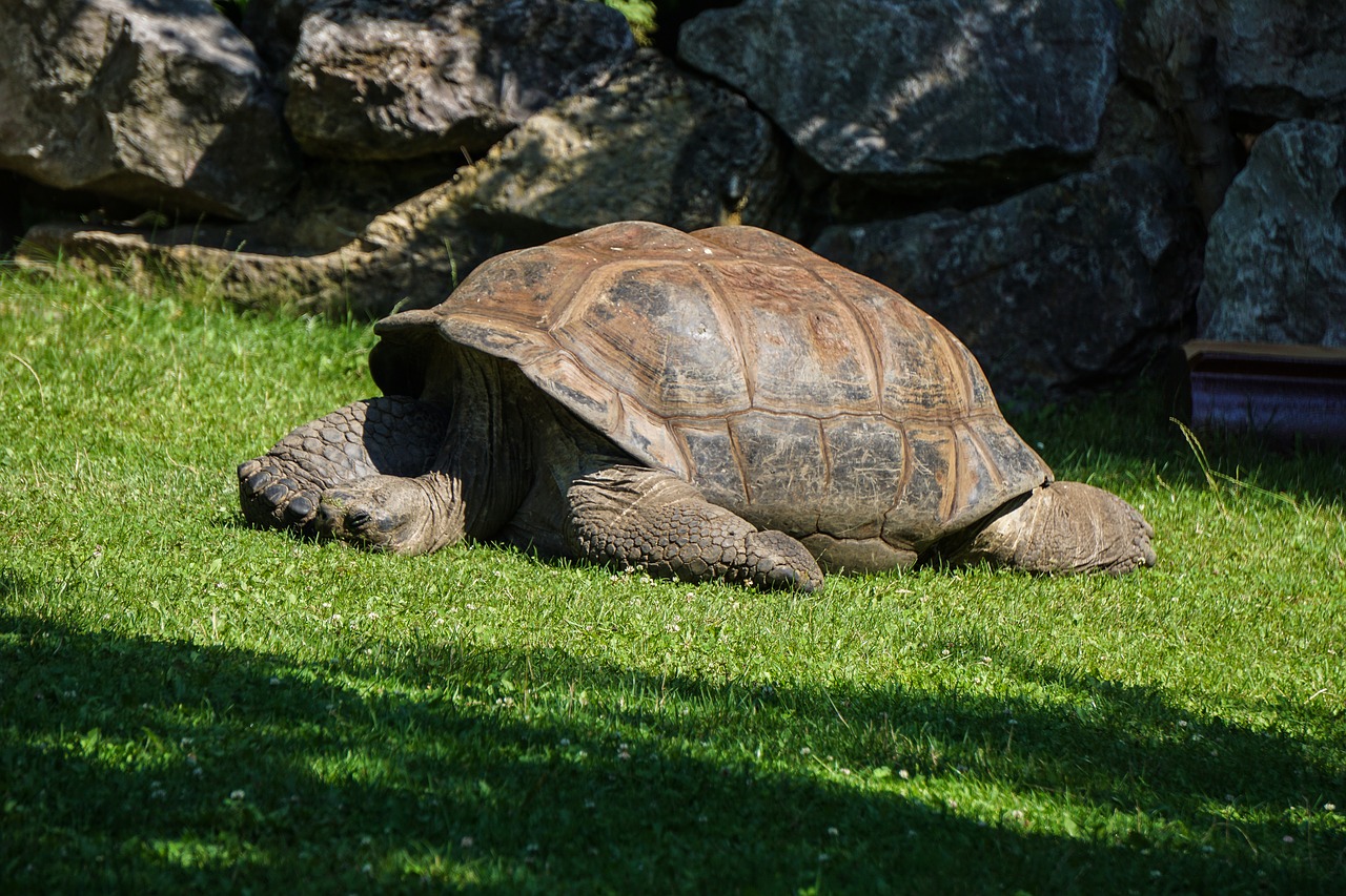 Milžinas Vėžlio,  Vėžlys,  Roplys,  Panzer,  Šarvuotos,  Vėžlys,  Zoo,  Padaras,  Gyvūnas,  Gyvūnijos Pasaulyje