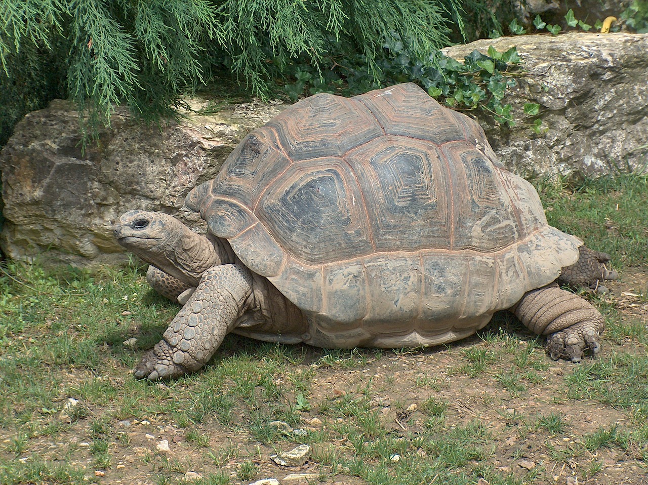 Milžinišką Vėžlį, Vėžlys, Ropliai, Zoologijos Sodas, Laukinė Gamta, Didelis, Gamta, Lėtas, Senas, Nemokamos Nuotraukos