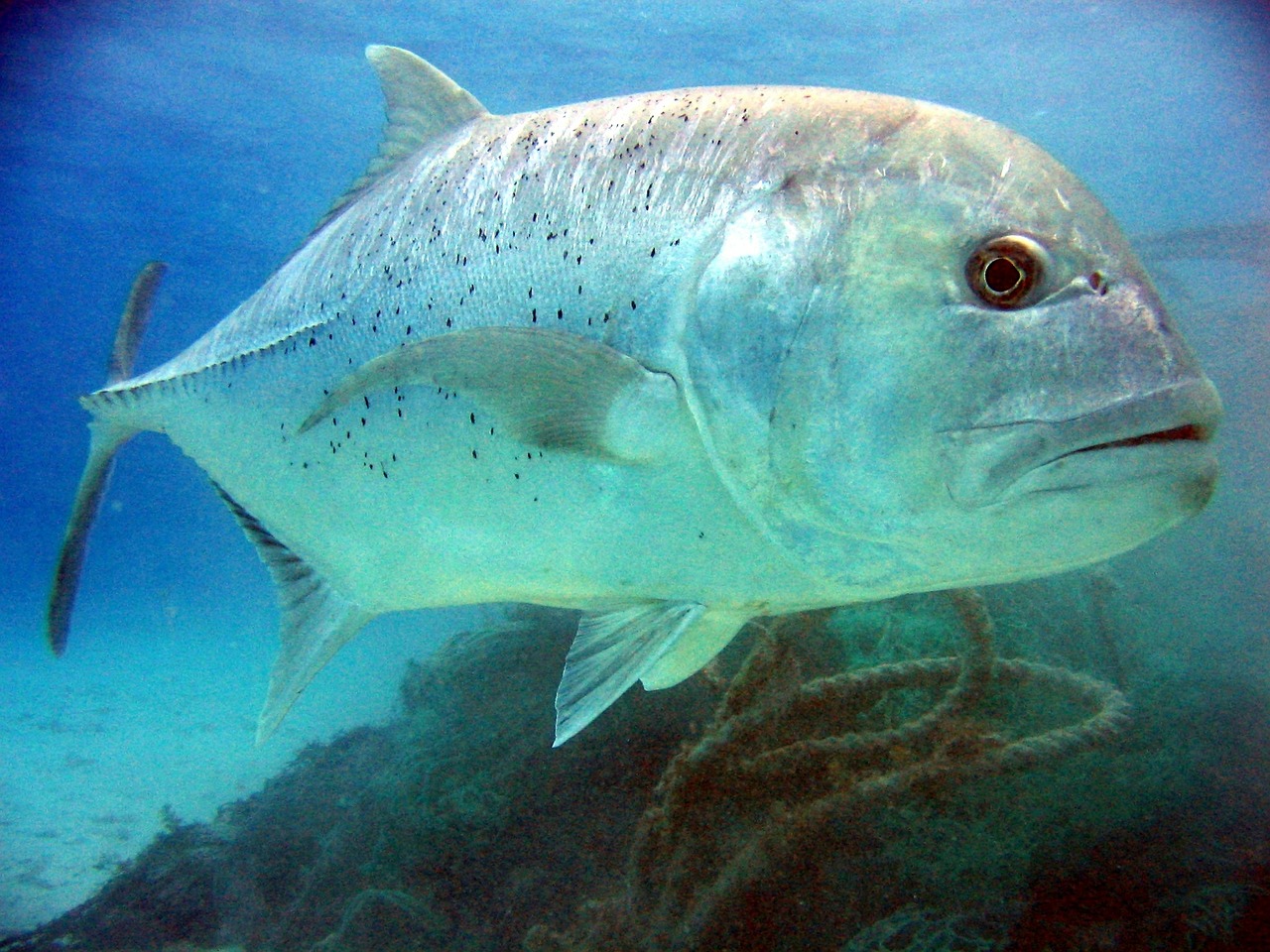 Milžinas Trevally, Žuvis, Trevally, Nemokamos Nuotraukos,  Nemokama Licenzija