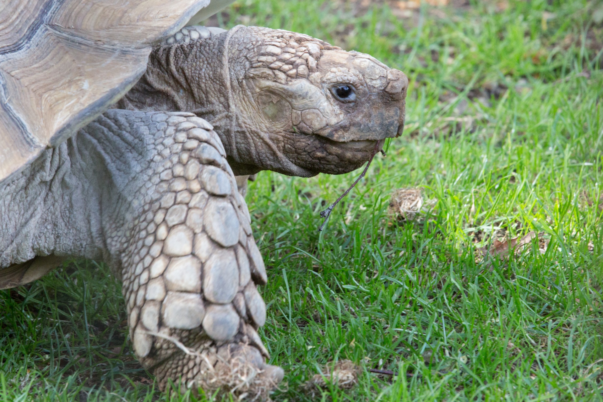 Milžinas,  Zoologijos Sodas,  Antžeminis,  Gamta,  Ropliai,  Gyvūnas,  Vėžlys,  Milžiniškas Vėžlys, Nemokamos Nuotraukos,  Nemokama Licenzija