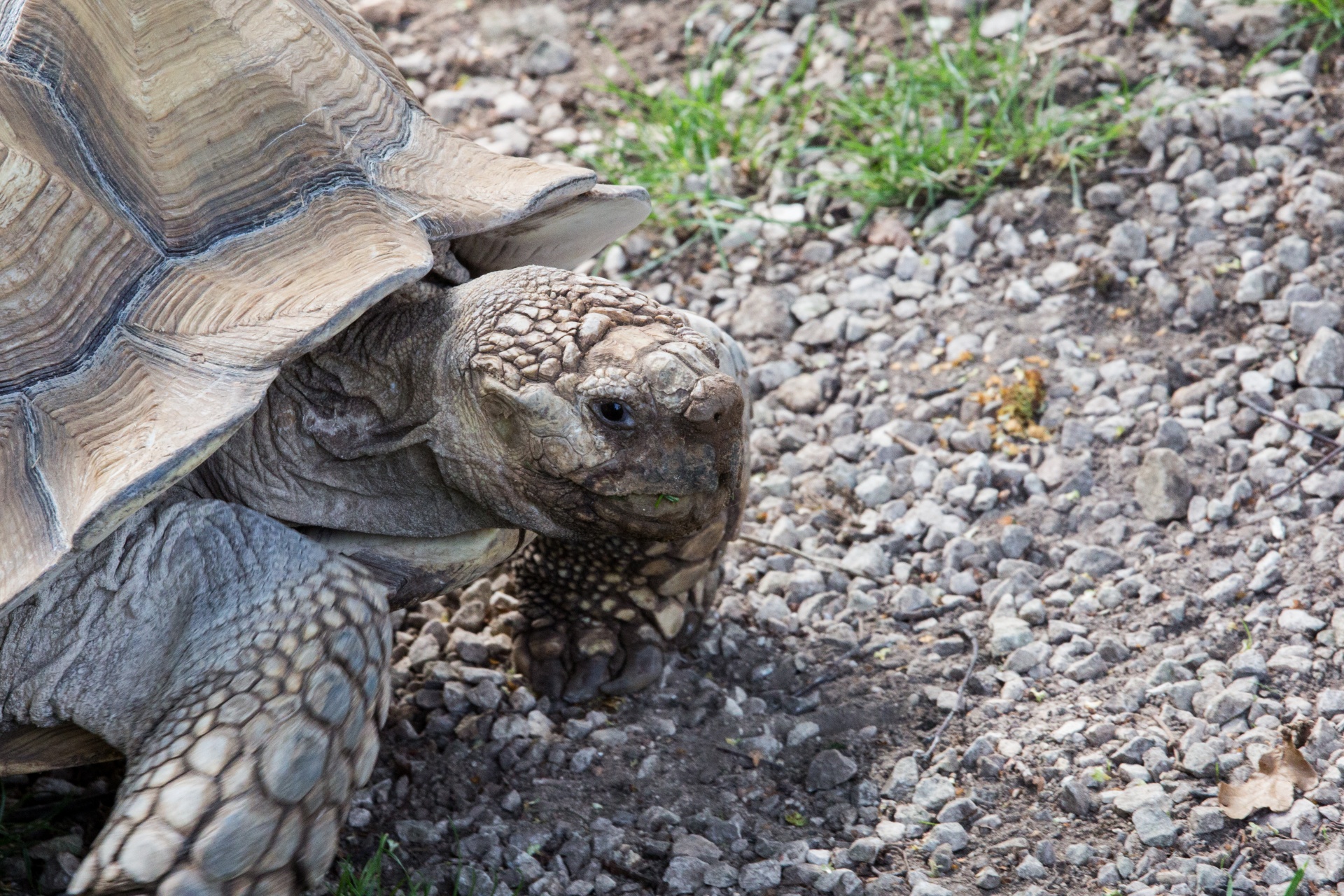 Milžinas,  Zoologijos Sodas,  Antžeminis,  Gamta,  Ropliai,  Gyvūnas,  Vėžlys,  Milžiniškas Vėžlys, Nemokamos Nuotraukos,  Nemokama Licenzija