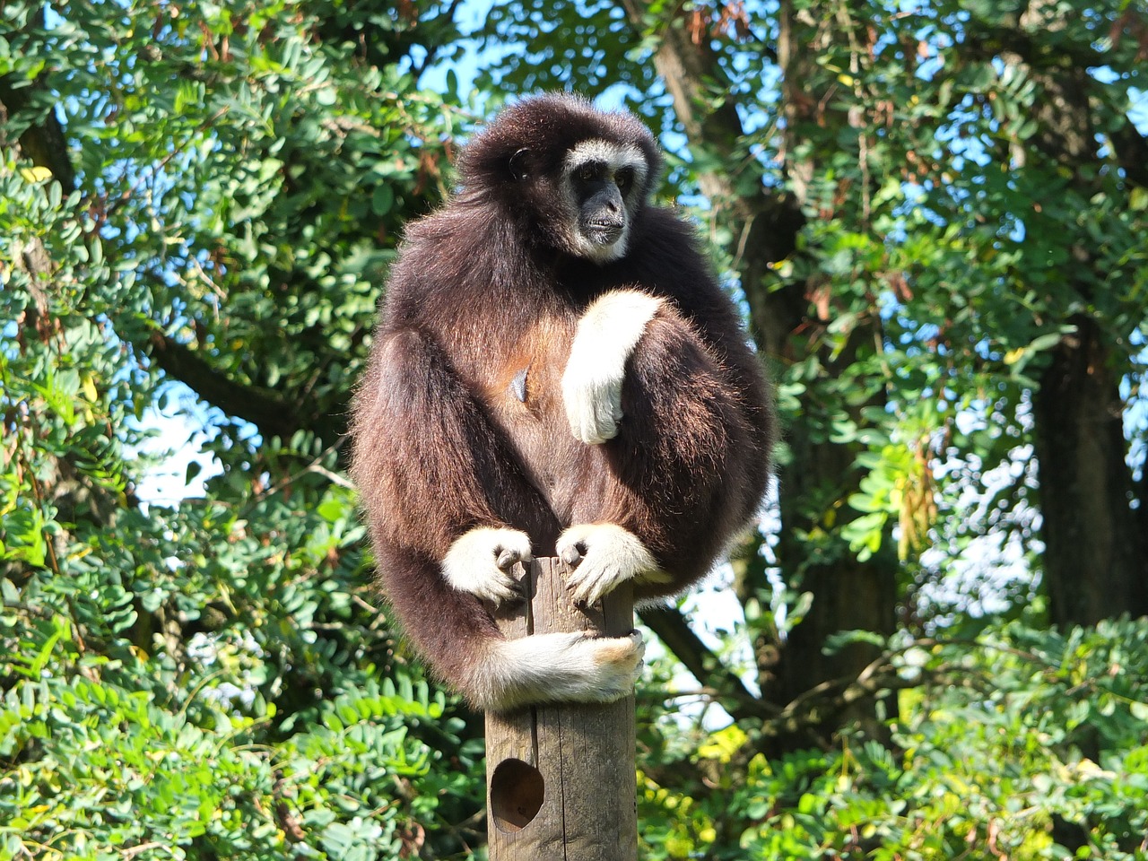 Gibbon, Gibbono Balta Rankos, Ape, Nemokamos Nuotraukos,  Nemokama Licenzija