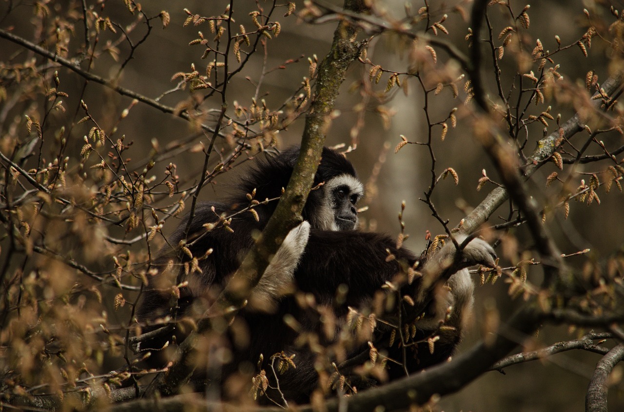 Gibbon, Beždžionė, Medis, Primatas, Zoologijos Sodas, Balta Rankų Gibbon, Nemokamos Nuotraukos,  Nemokama Licenzija