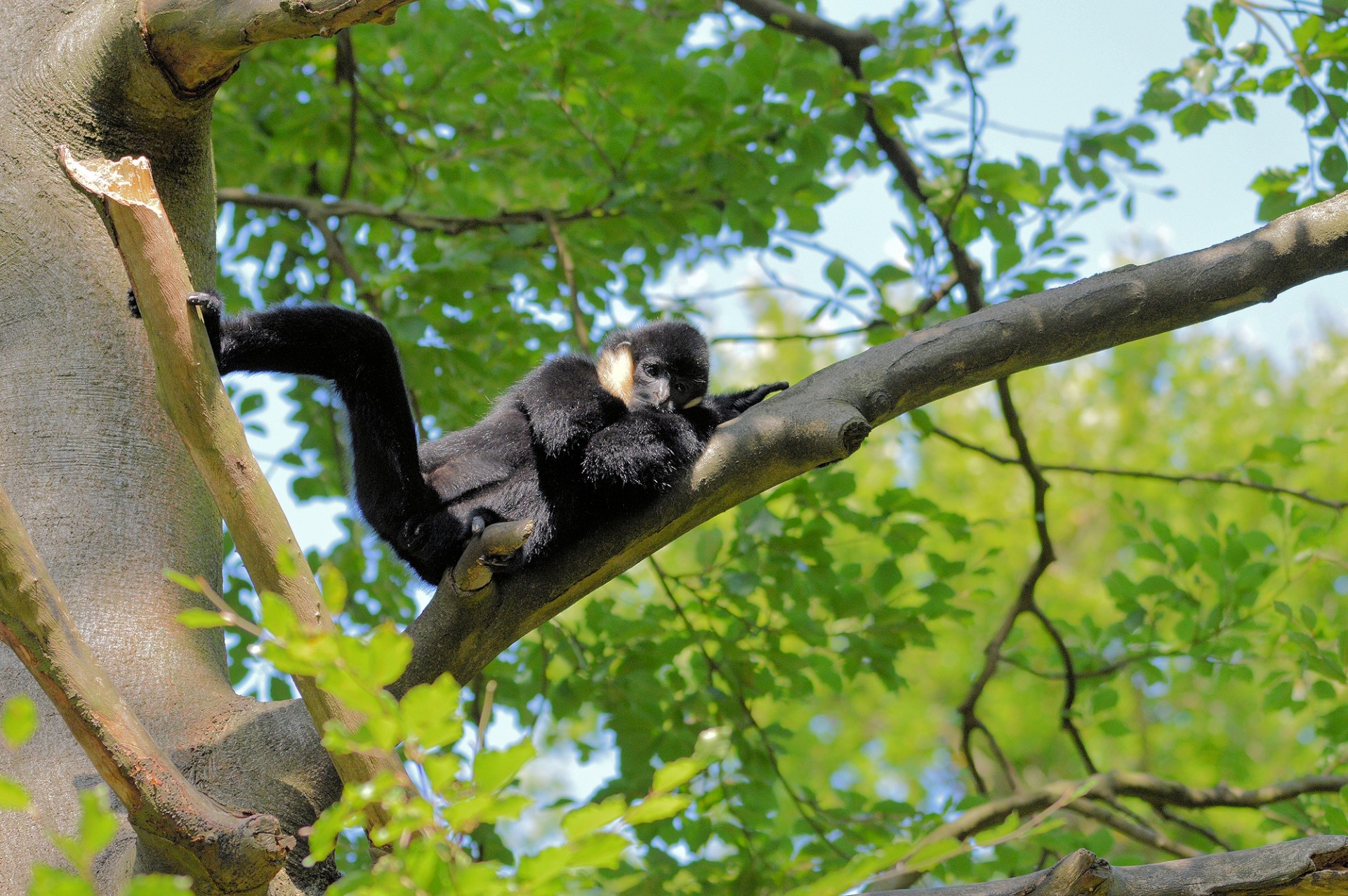 Gibbon,  Beždžionė,  Ape,  Gyvūnas,  Laukinė Gamta,  Gibbon, Nemokamos Nuotraukos,  Nemokama Licenzija