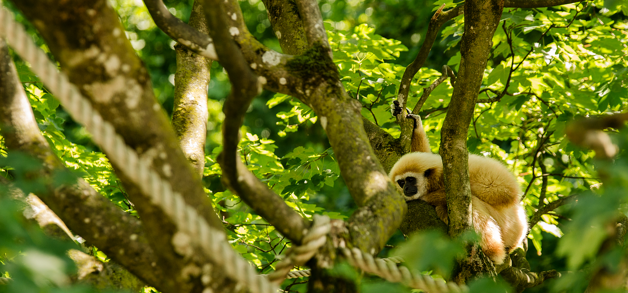 Gibbon, Balta Rankų Gibbon, Beždžionė, Primatas, Medis, Sėdėti, Poilsis, Spustelėkite, Atsipalaiduoti, Estetinis