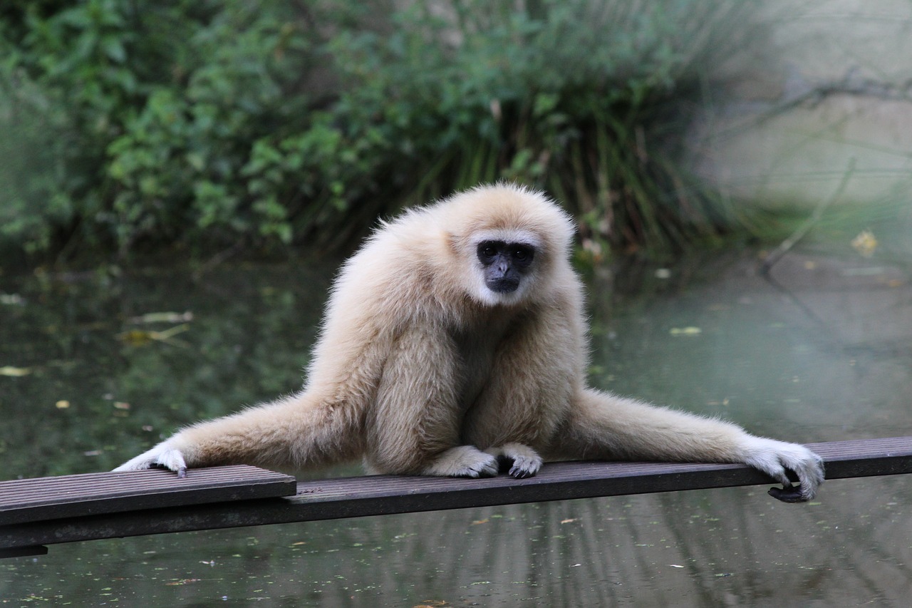 Gibbon, Žinduolis, Zoologijos Sodas, Nemokamos Nuotraukos,  Nemokama Licenzija