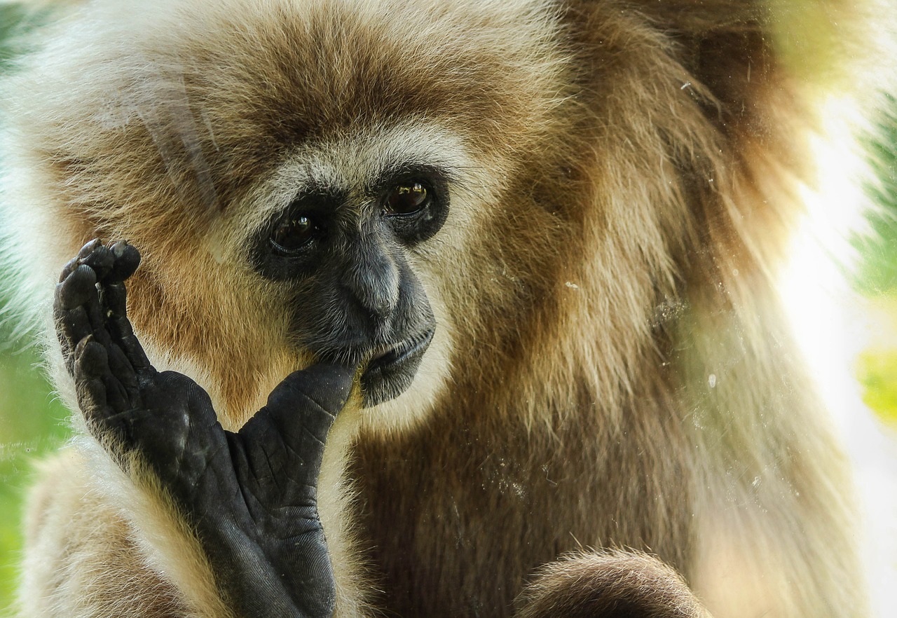 Gibbon, Primatas, Ape, Gyvūnas, Žinduolis, Laukinė Gamta, Laukiniai, Gamta, Nykstantis, Simian