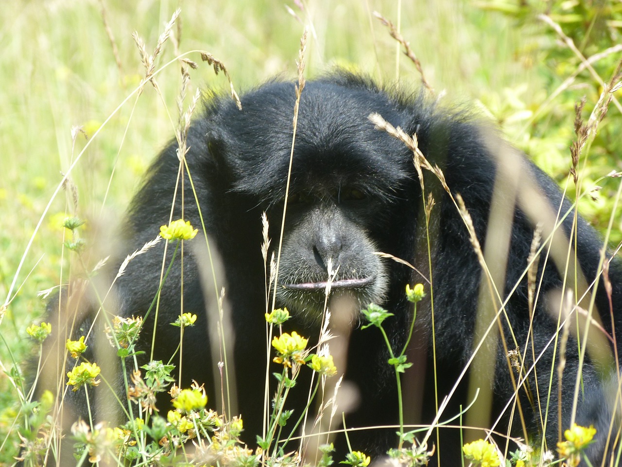 Gibbon, Beždžionės, Zoologijos Sodas, Žinduolis, Nemokamos Nuotraukos,  Nemokama Licenzija