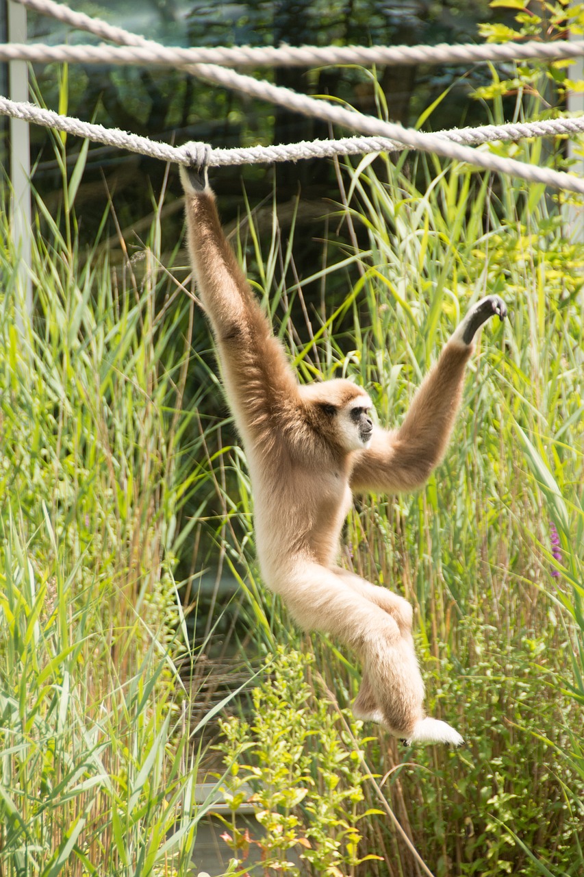 Gibbon,  Beždžionė,  Balta,  Pragaras,  Zoologijos Sodas,  Gyvūnų Pasaulis,  Žinduolis,  Gamta,  Protingas,  Ape