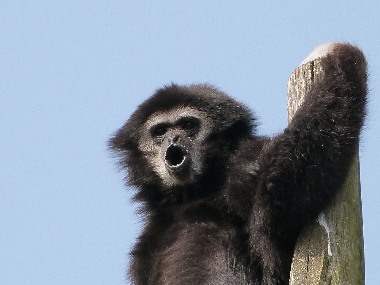 Gibbono Balta Rankos, Gyvūnai, Didieji Beždžionės, Nemokamos Nuotraukos,  Nemokama Licenzija