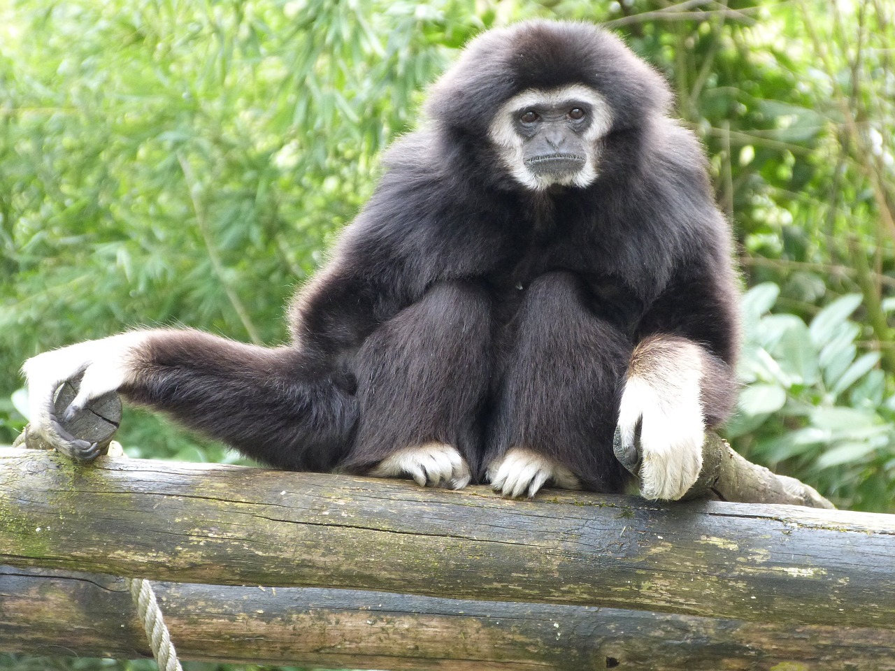 Gibbono Balta Rankos, Beždžionės, Gyvūnai, Nemokamos Nuotraukos,  Nemokama Licenzija