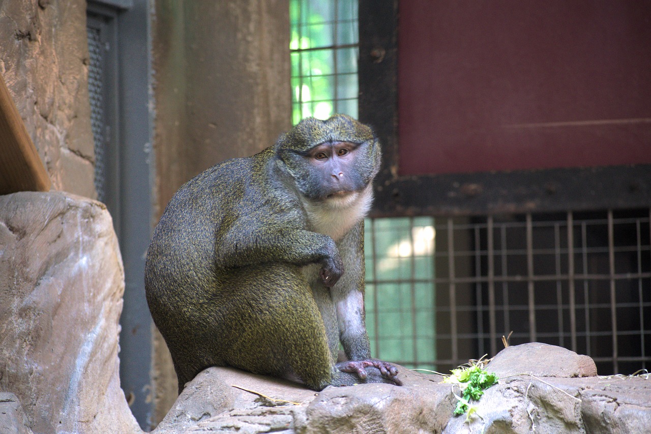 Gibbons,  Beždžionė,  Gyvūnas,  Gibbon,  Žinduolis,  Primatų,  Beždžionės,  Zoologijos Sodas, Nemokamos Nuotraukos,  Nemokama Licenzija