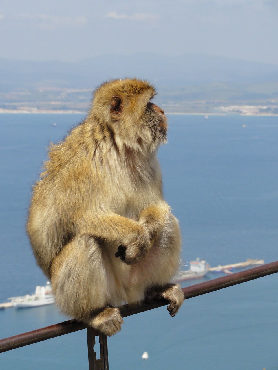 Gibraltaras, Beždžionė, Vaizdas, Laukinis Gyvenimas, Brangus, Nemokamos Nuotraukos,  Nemokama Licenzija