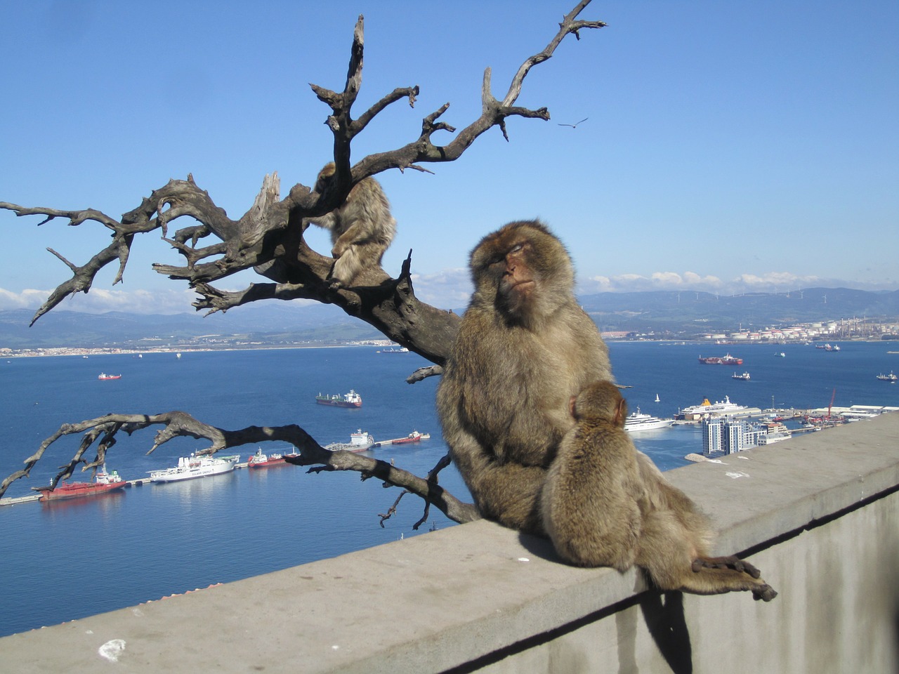 Gibraltaras, Beždžionės, Viduržemio Jūra, Nemokamos Nuotraukos,  Nemokama Licenzija
