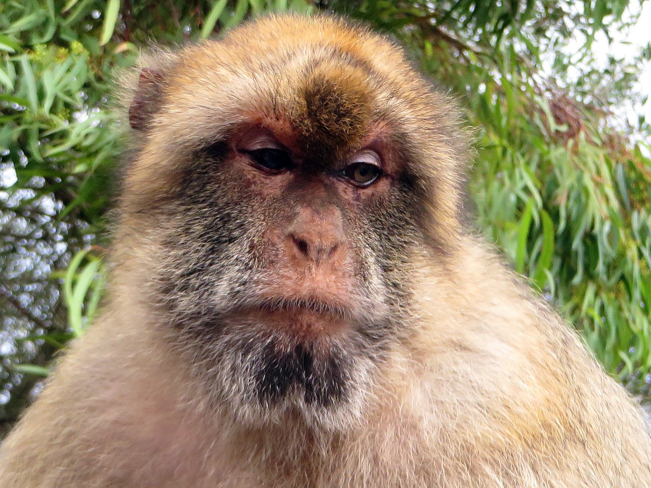 Gibraltaras, Beždžionė, Magot, Gyvūnas, Primatas, Europa, Laukiniai, Žinduolis, Nemokamos Nuotraukos,  Nemokama Licenzija