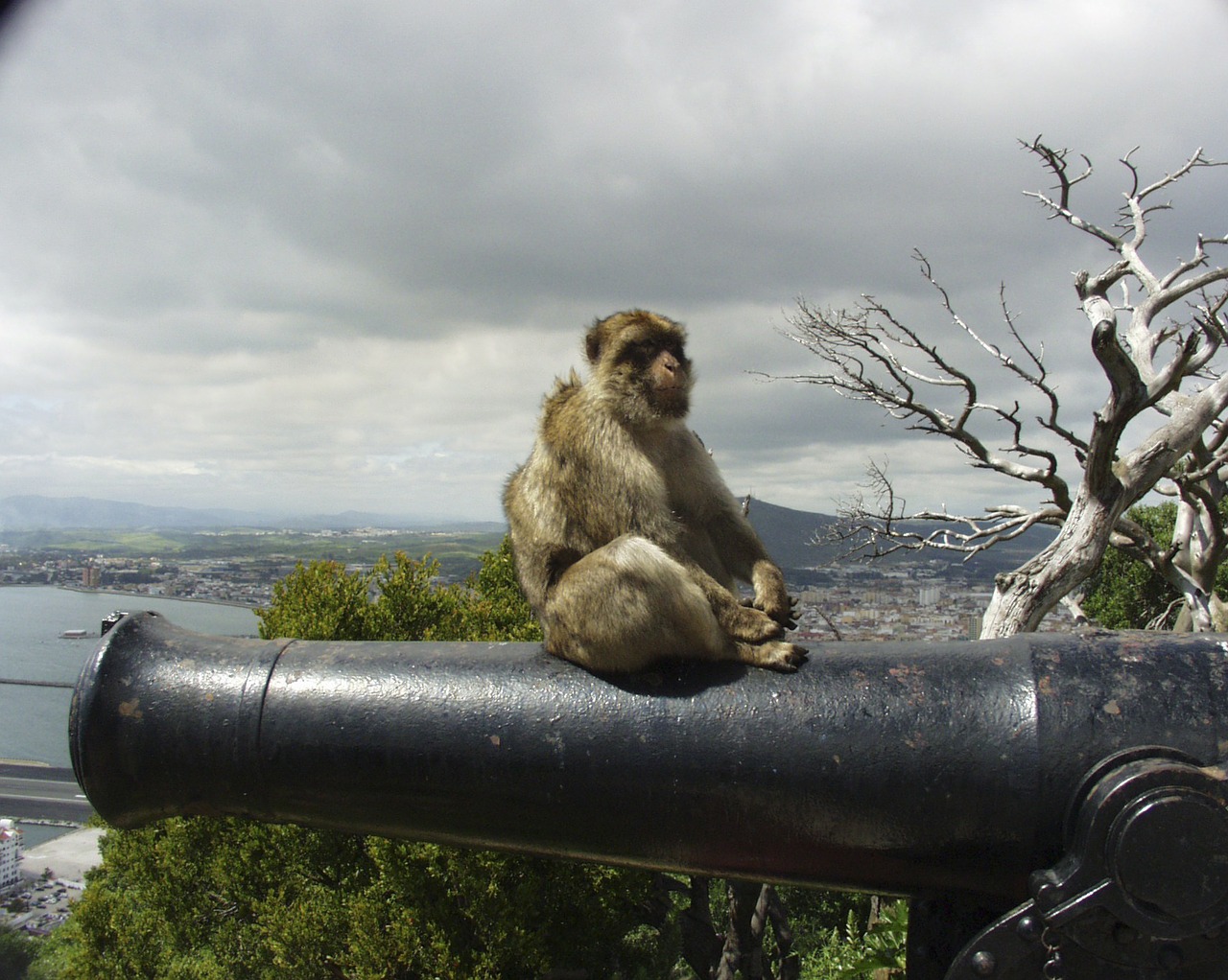Gibraltaras, Beždžionė, Patranka, Gyvūnas, Europa, Žinduolis, Paprastas Makakas, Berberafė, Primatas, Nemokamos Nuotraukos