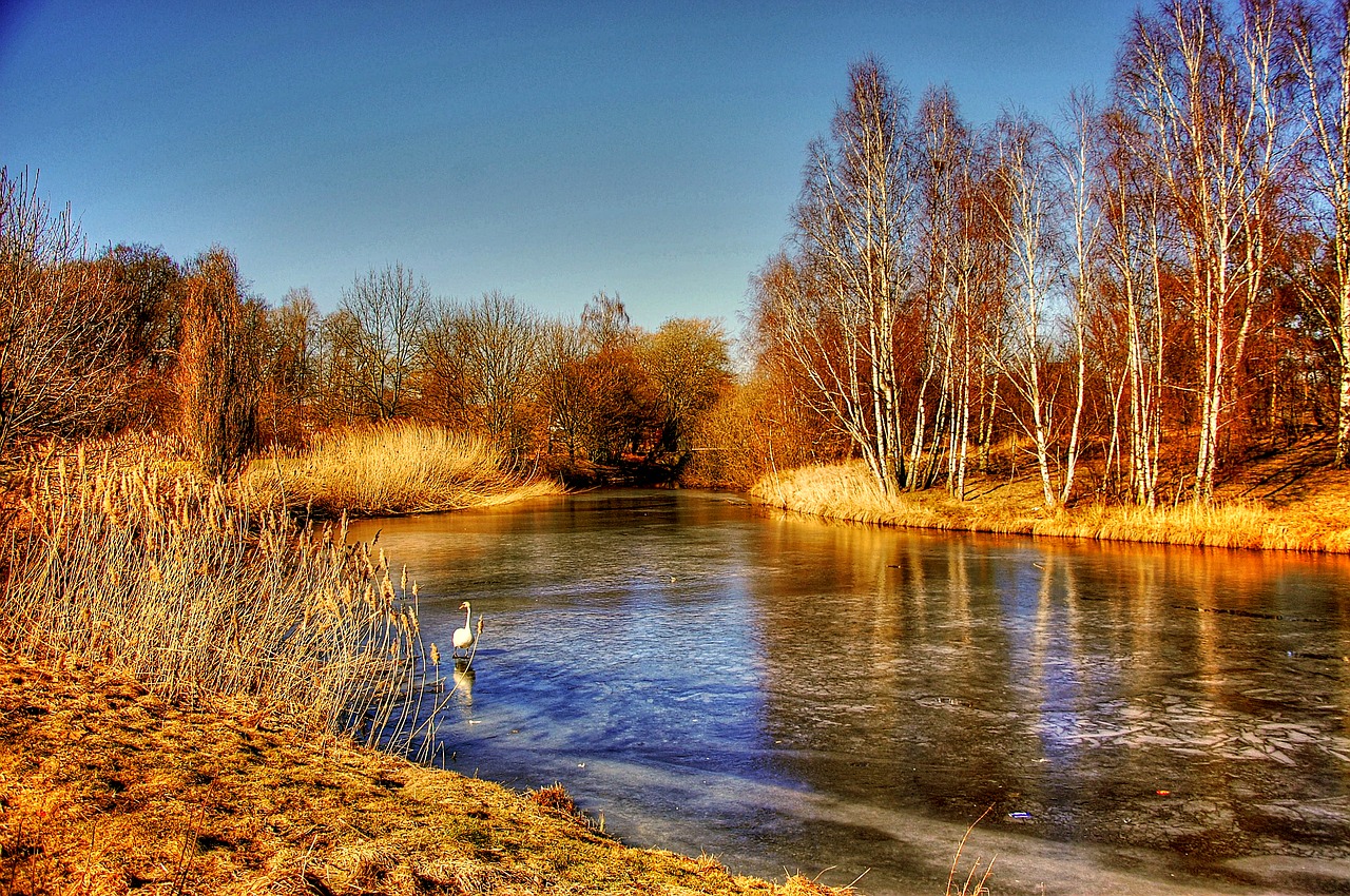 Gifhornas, Ežero Malūnas, Schloßsee, Gulbė, Medžiai, Kraštovaizdis, Gamta, Dangus, Vanduo, Parkas