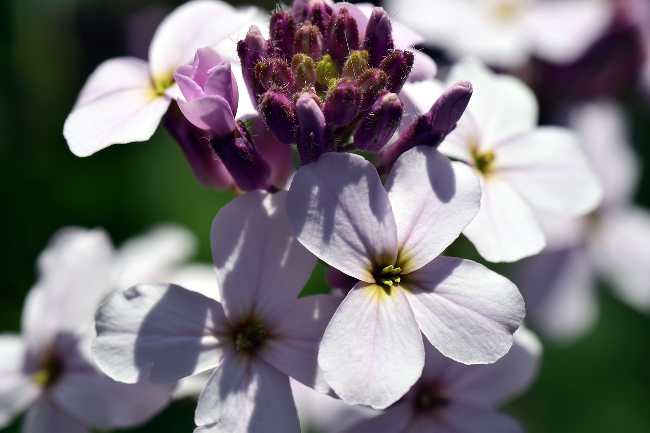 Giliosios Žiedadulkės, Hespers Matronalis, Gėlė, Žiedas, Žydėti, Violetinė, Gamta, Augalas, Vasaros Gėlė, Subtilus Gėlė