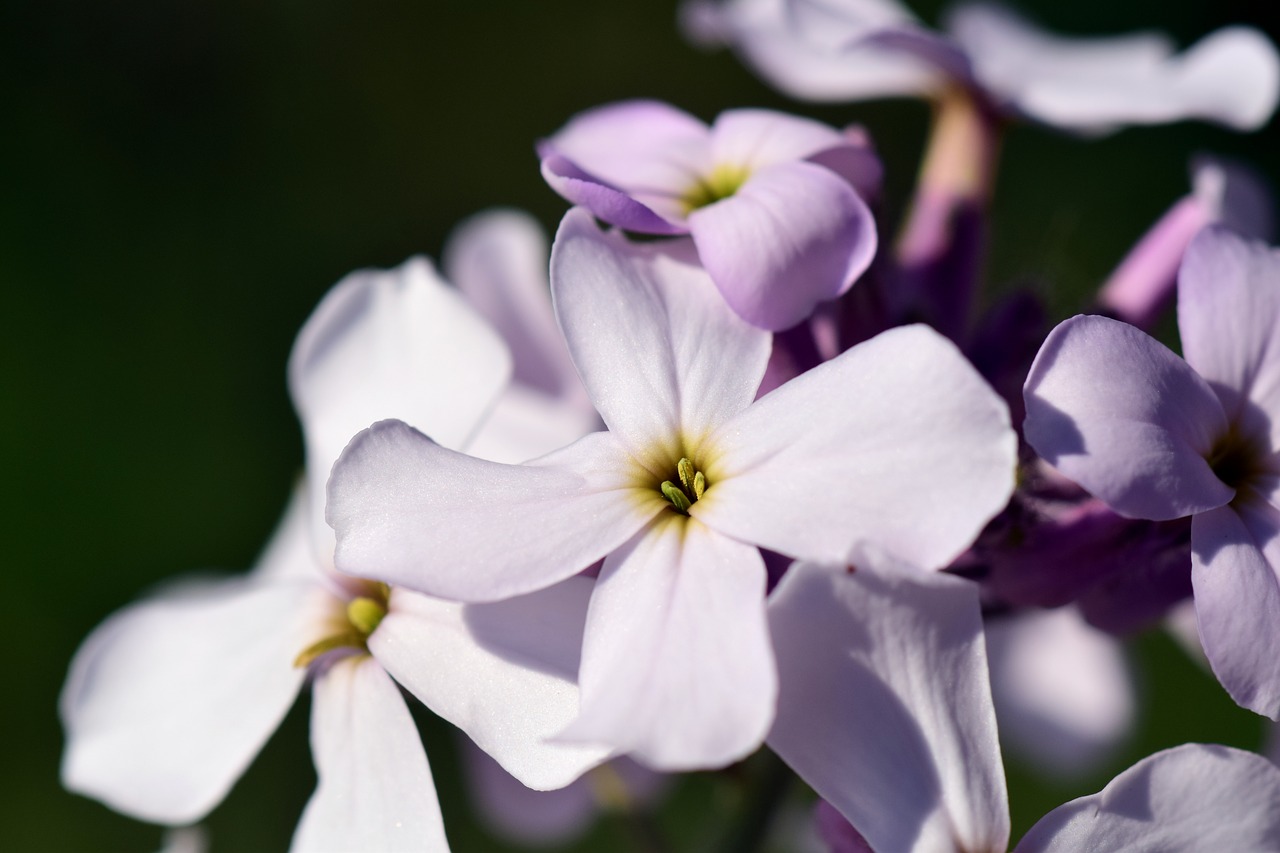 Giliosios Žiedadulkės, Hespers Matronalis, Gėlė, Žiedas, Žydėti, Violetinė, Gamta, Augalas, Vasaros Gėlė, Subtilus Gėlė