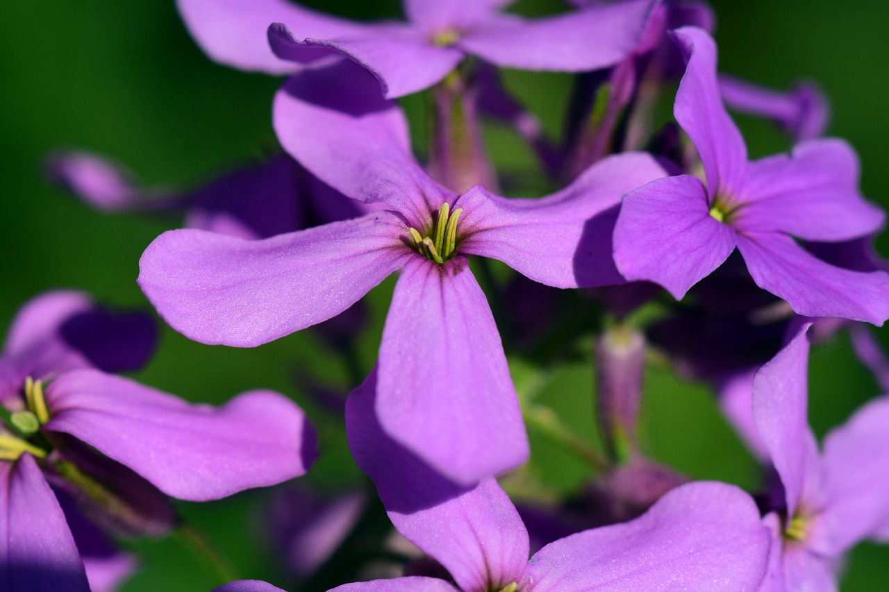 Giliosios Žiedadulkės, Hespers Matronalis, Gėlė, Žiedas, Žydėti, Violetinė, Gamta, Augalas, Vasaros Gėlė, Subtilus Gėlė