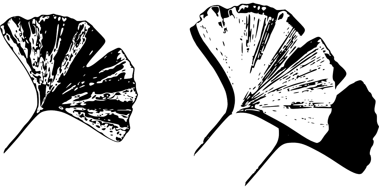 Gingko, Lapai, Gingko Lapas, Gamta, Augalas, Nemokama Vektorinė Grafika, Nemokamos Nuotraukos,  Nemokama Licenzija