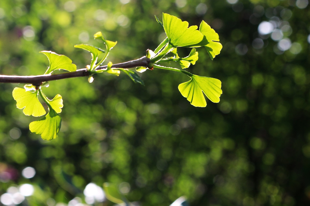 Ginkgo,  Ginkgo,  Augalų,  Pobūdį,  Lapų,  Gėlė,  Medis,  Sodas, Nemokamos Nuotraukos,  Nemokama Licenzija