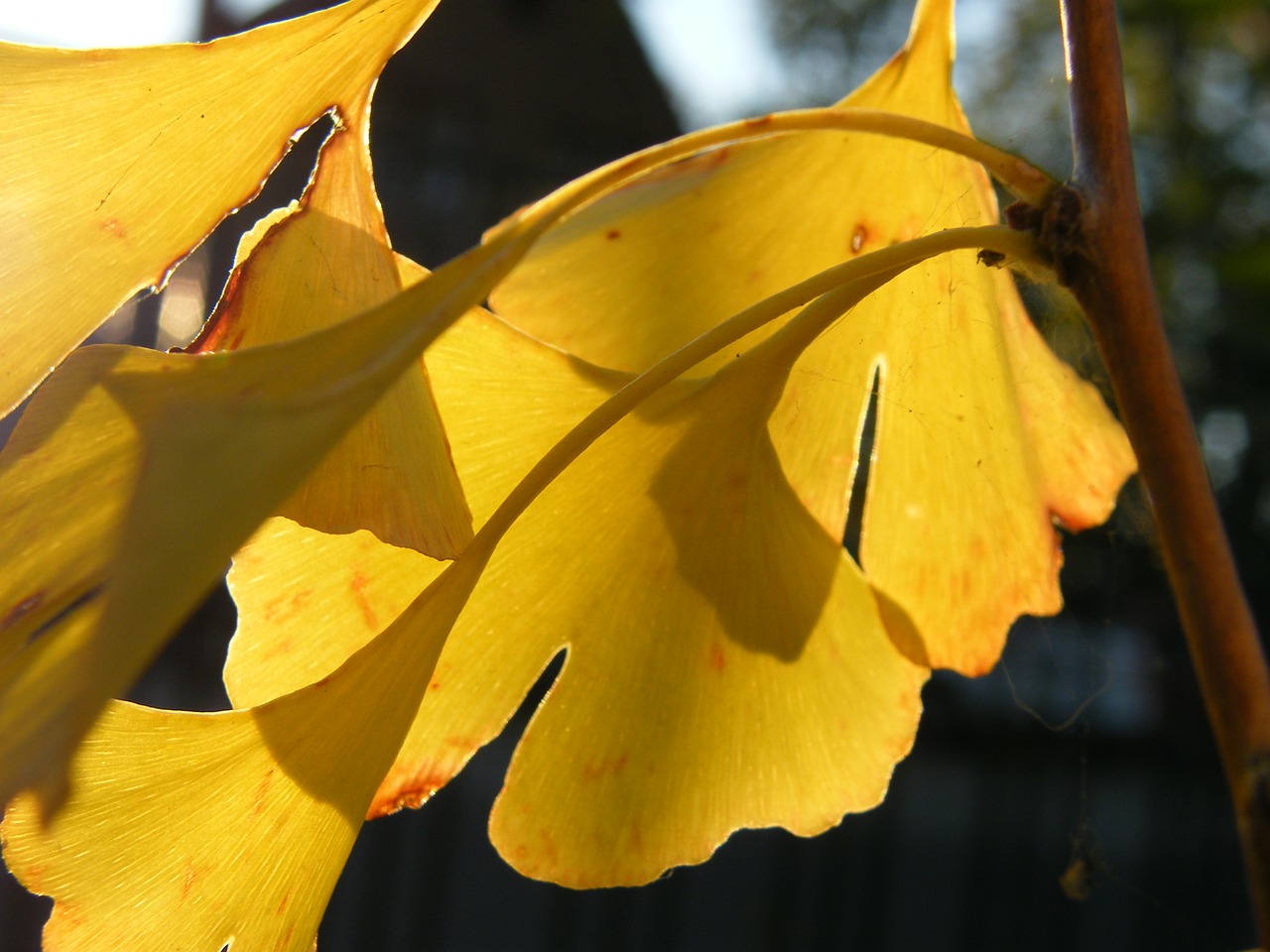 Gingko, Lapai, Lapai, Ruduo, Spalvinga, Apdaila, Atsiras, Rudens Motyvai, Spalio Mėn, Auksinis