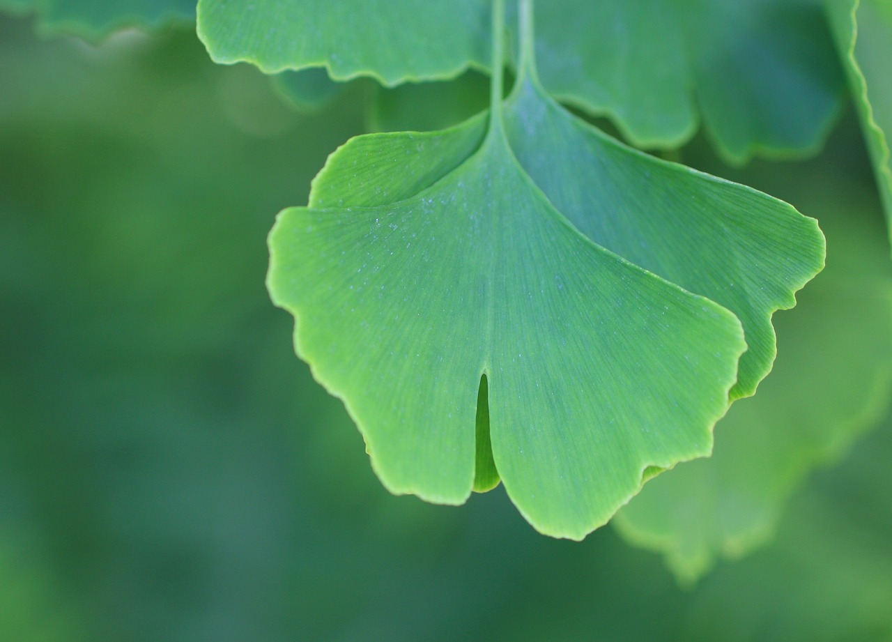 Ginkgo Biloba, Lapai, Gamta, Nemokamos Nuotraukos,  Nemokama Licenzija