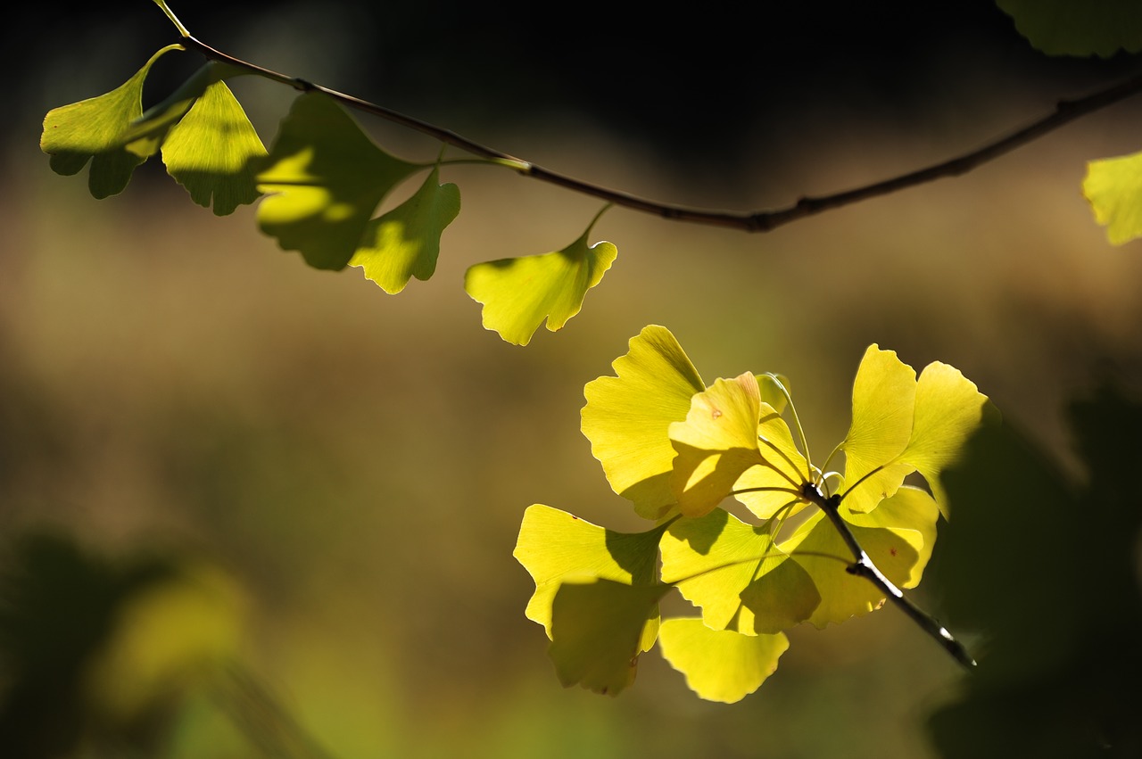 Gingko Medis, Saulės Šviesa, Hinata, Nemokamos Nuotraukos,  Nemokama Licenzija