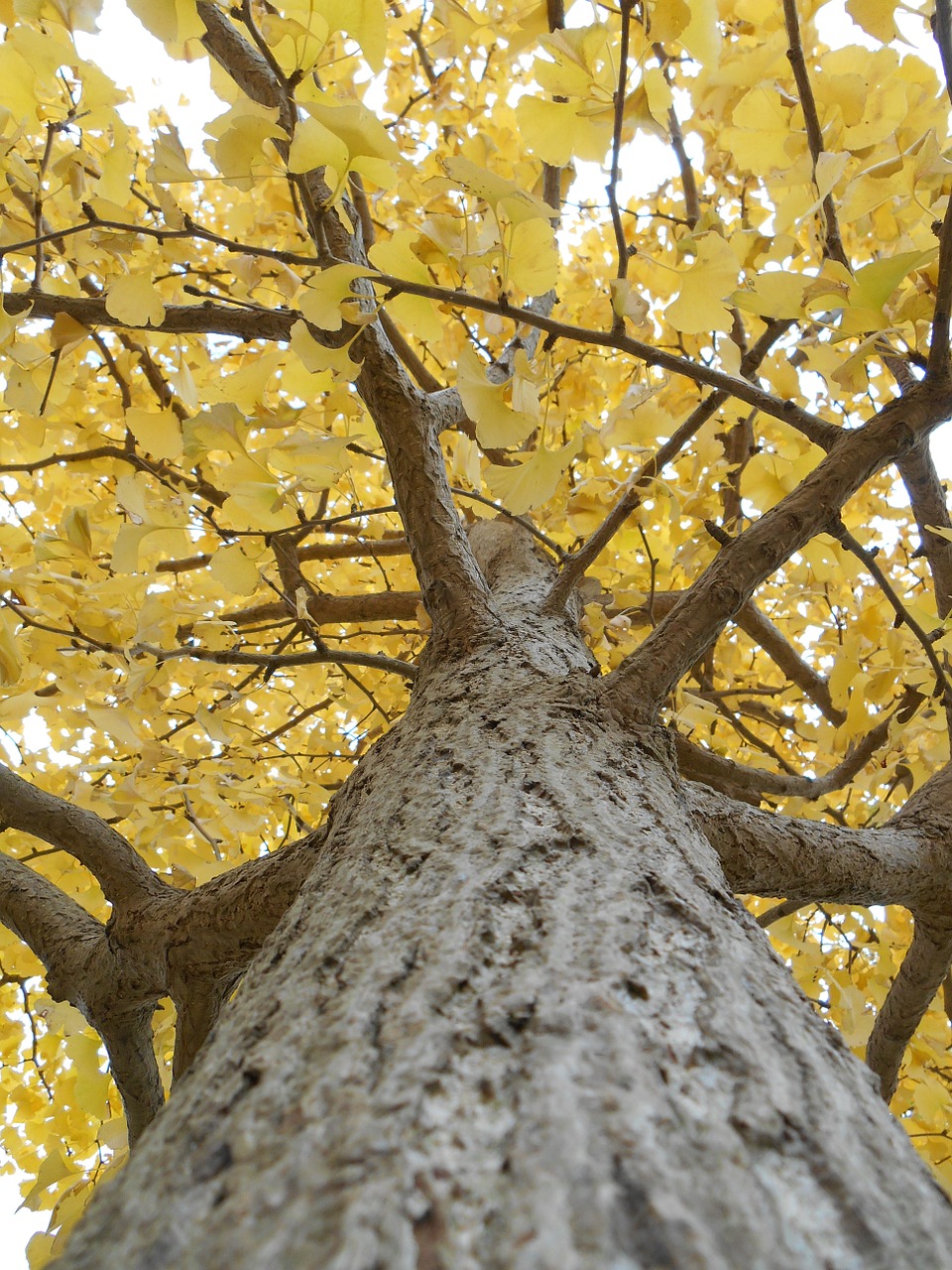 Gingko Medis, Geltonieji Lapai, Ruduo, Nemokamos Nuotraukos,  Nemokama Licenzija