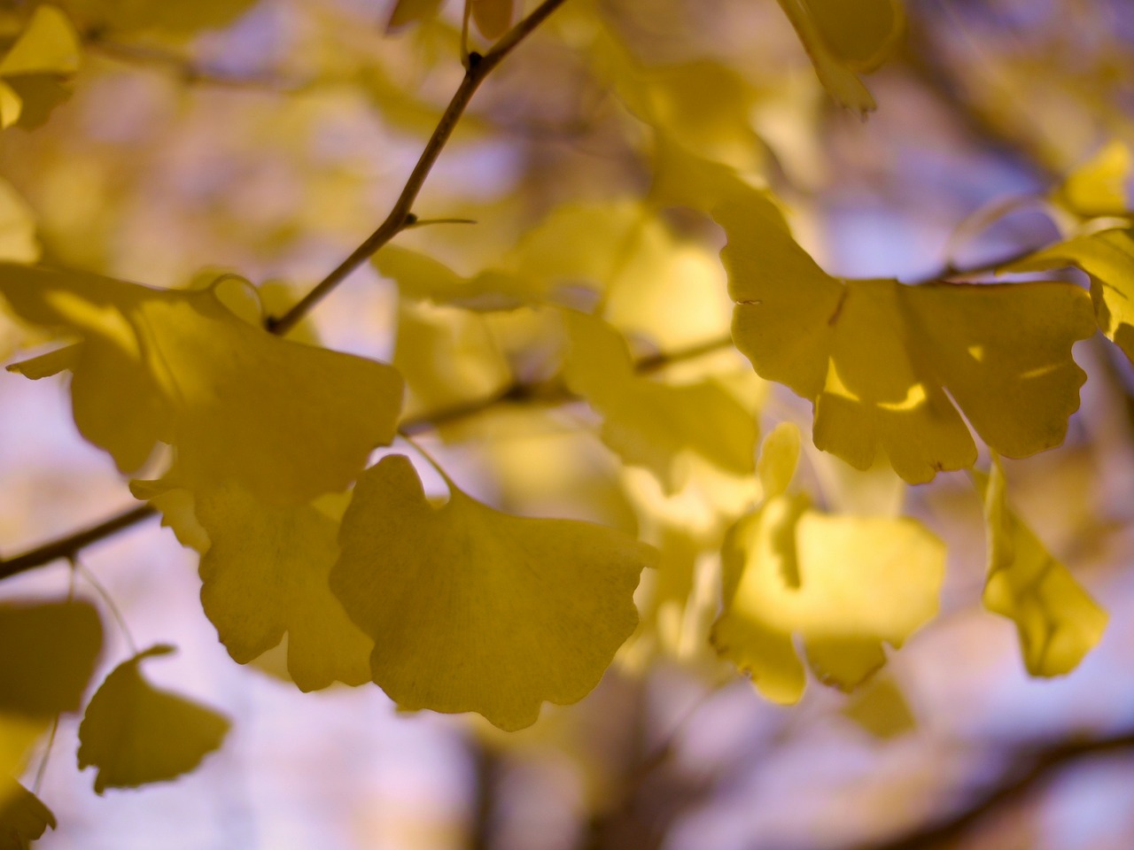 Gingko Medis, Huan, Mediena, Ruduo, Lapai, Nemokamos Nuotraukos,  Nemokama Licenzija